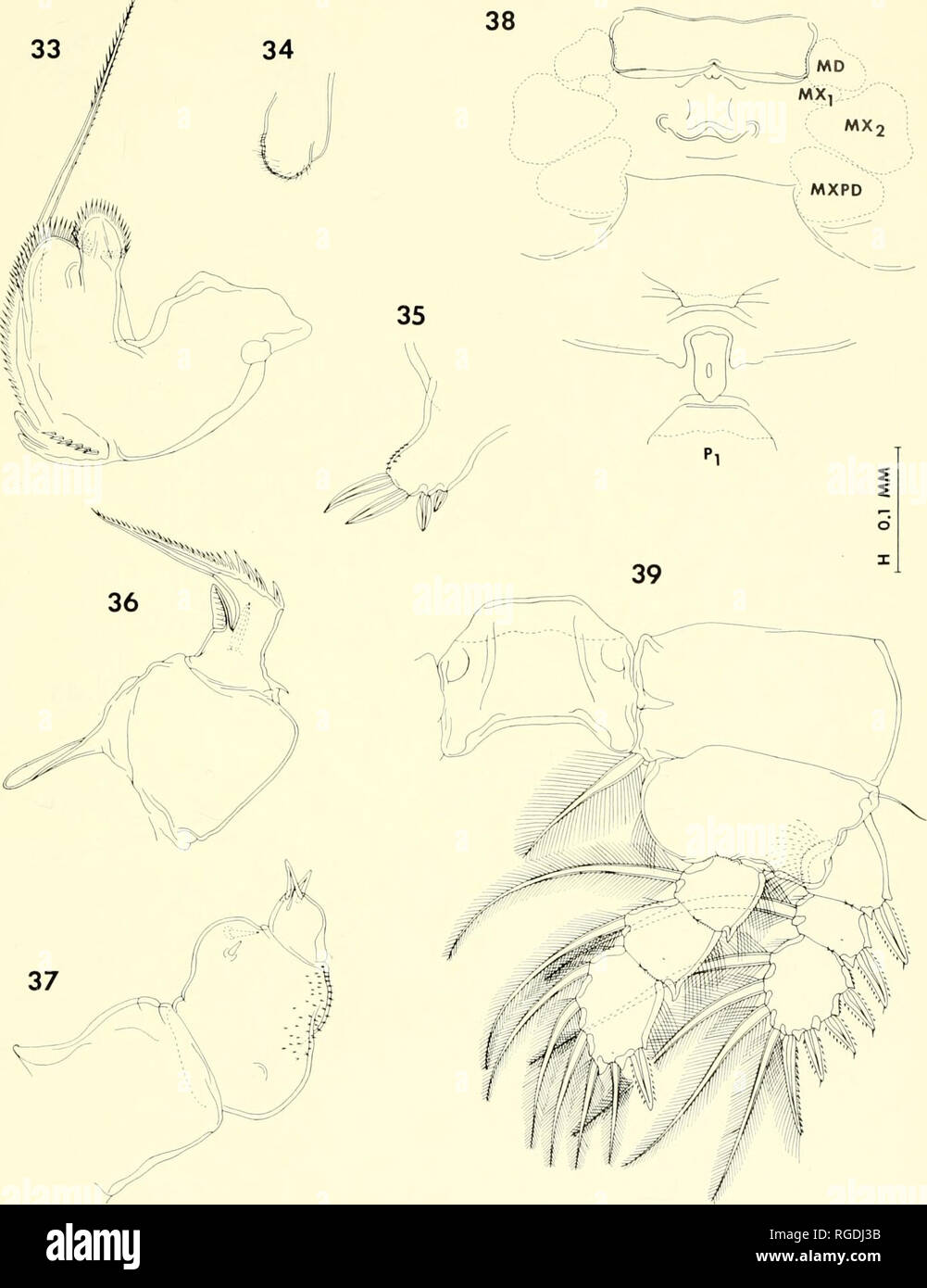 . Bulletin of the Museum of Comparative Zoology at Harvard College. Zoology. COPEPODS FROM CORALS IN MADAGASCAR • Hlimcs Olid Ho 387. Figures 33-39. Lichomolgus digitatus n. sp., female (continued). 33, mandible, posterior (D); 34, paragnath, ventral (D); 35, first maxilla, ventral (D); 36, second maxilla, posterior (E); 37, maxilliped, anterior (D); 38, oral and postoral areas, witfi edge of labrum turned ventrally, ventral (H); 39, leg 1 and intercoxal plate, anterior (E).. Please note that these images are extracted from scanned page images that may have been digitally enhanced for readabil Stock Photo