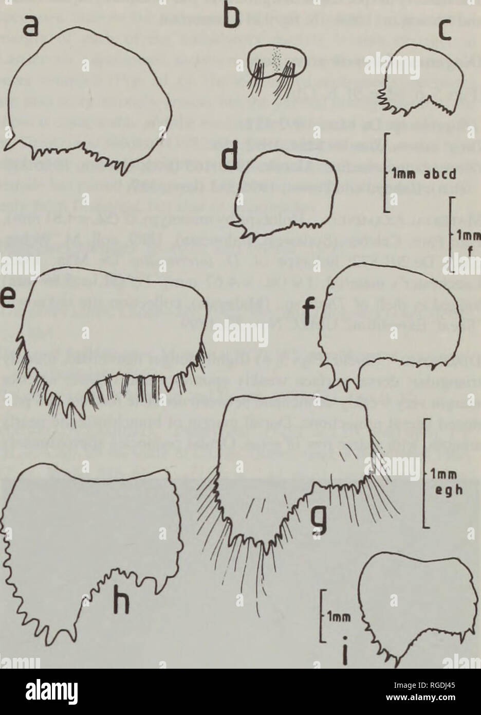 Bulletin Of The Natural History Museum Zoology Diogenes Of Singapore And The Malay Peninsula 41 Margin Denticulate Over Entire Length Dorsal Margin Of Branchio Stegite Denticulate Anteriorly And With 3 Or