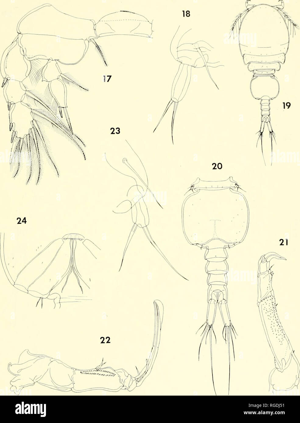 . Bulletin of the Museum of Comparative Zoology at Harvard College. Zoology. COPEPODS FROM CORALS IN MADAGASCAR • HlimeS (llld Ho 385. Figures 17-18. Lichomolgus campulus n. sp., female (continued). 17, leg 4 and intercoxal plate, anterior (D); 18, leg 5, dorsal (F). Figures 19-24. i.ichomo/gus campulus n. sp., male. 19, body, dorsal (A); 20, urosome, dorsal (B); 21, second antenna, outer (E); 22, maxilliped, inner (E); 23, leg 5, posterodorsal (G); 24, leg 6, ventral (E).. Please note that these images are extracted from scanned page images that may have been digitally enhanced for readabilit Stock Photo
