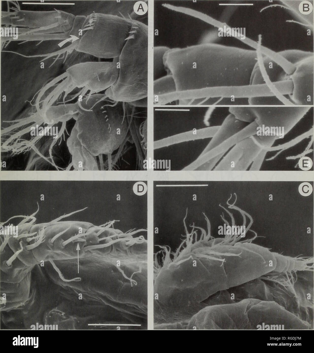 . Bulletin of the Natural History Museum Zoology. LIFE CYCLE OF PARACYCLOPS 59. Fig. 16 Scanning electron micrographs of P. fimbriatus. A, Nauplius VI antenna, ventral; arrow indicates minute second exopodal segment; B, Adult female antennule, aesthetasc on segment 5; C, Male copepodid V antennule, dorsal; D, Male copepodid IV antennule, ventral; arrow indi- cates the spine on segment 4; E, Adult female antennule, double fusion on terminal segment, lateral. Scale bars A = 20 urn, B = 5um, C = 40 urn, D = 25 urn, E = 5 um. aesthetasc, 2, 3, 7 + 1 aesthetasc. Second endopodal segment of antenna  Stock Photo