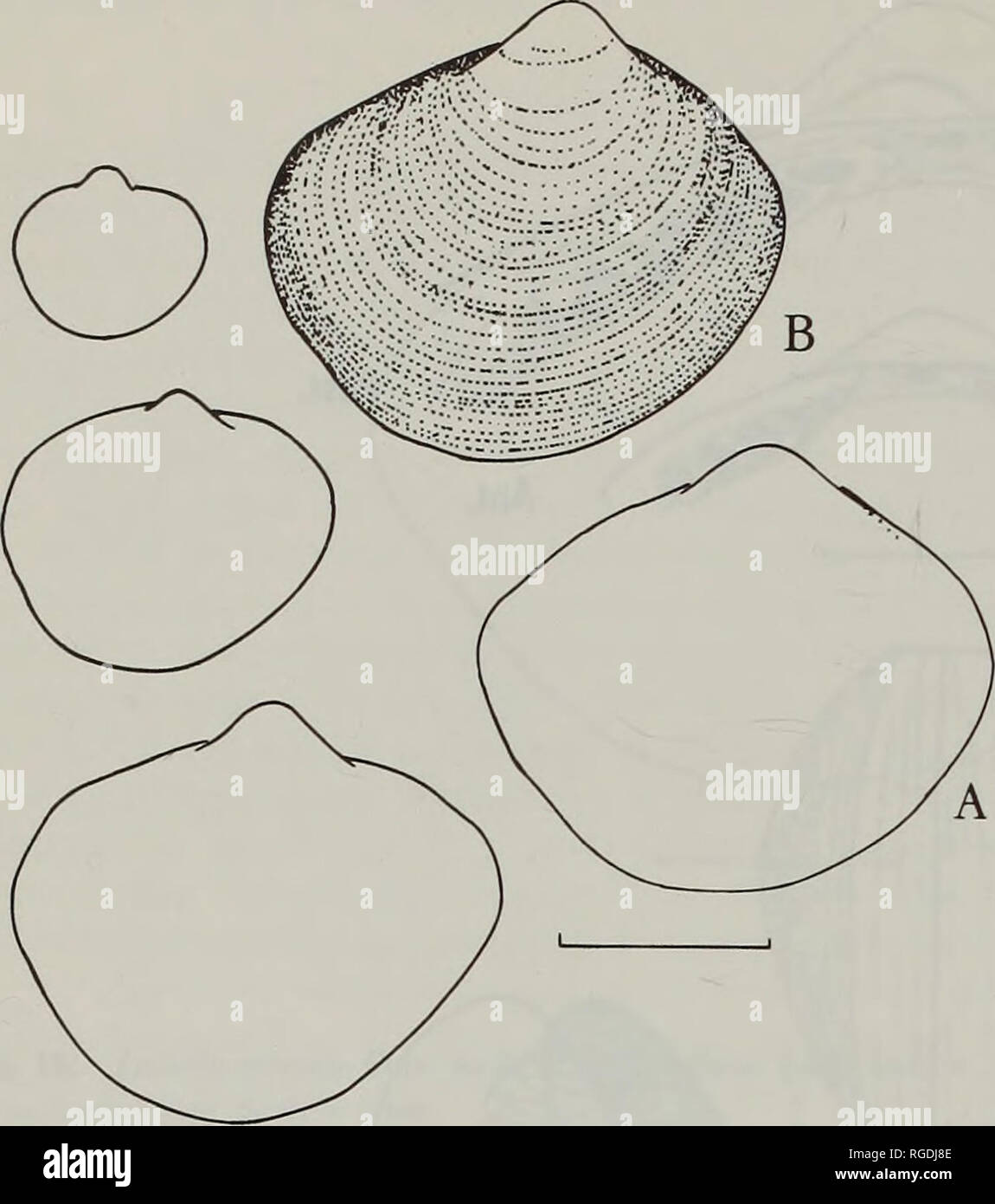 . Bulletin of the Natural History Museum Zoology. 116 J.A. ALLEN AND H