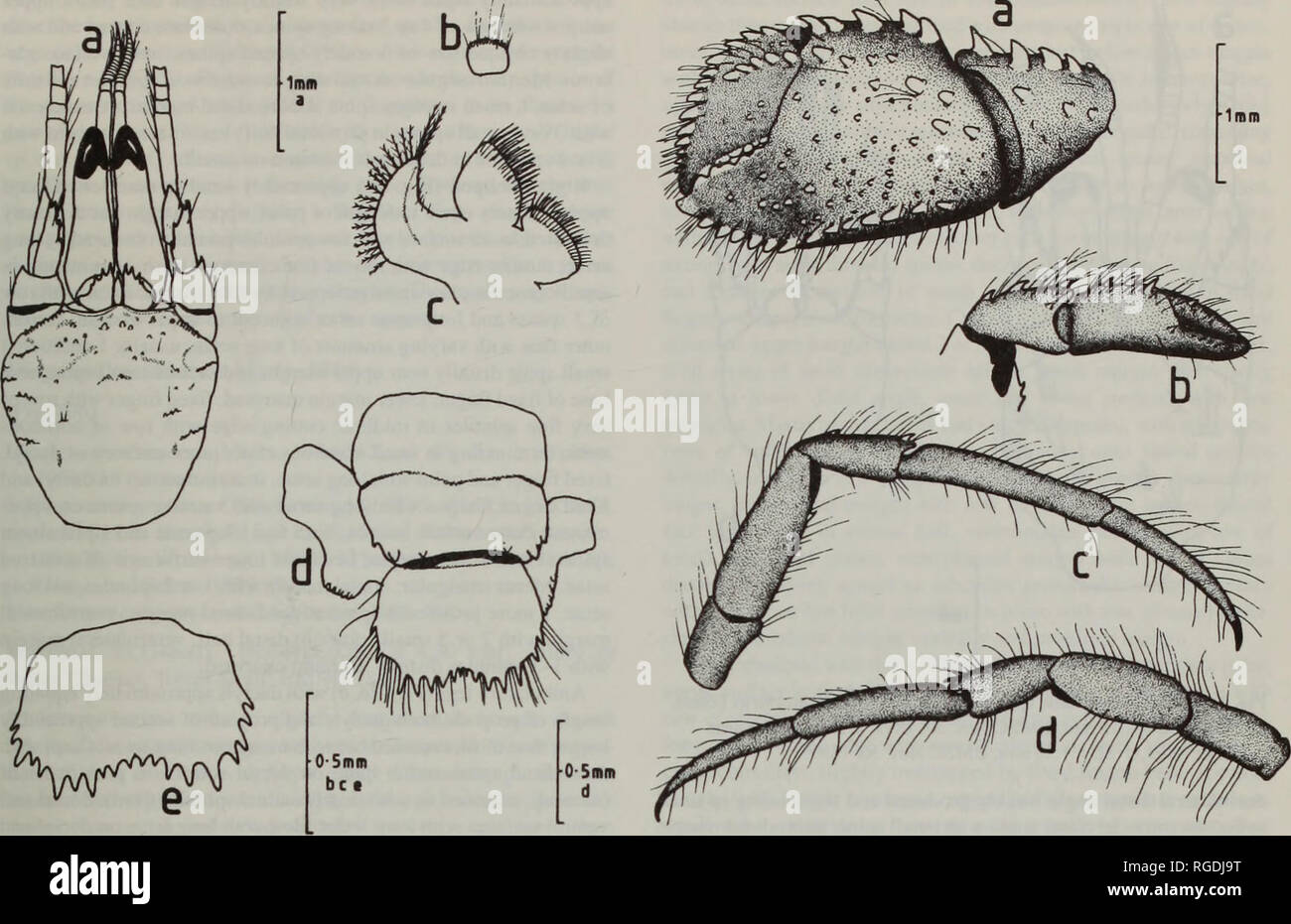 . Bulletin of the Natural History Museum Zoology. DIOGENES OF SINGAPORE AND THE MALAY PENINSULA 35. Fig. 1 Diogenes inglei sp. nov., holotype ovigerous 9 SL = 1.46 mm. BMNH 1905.10.21.33; a. shield and cephalic appendages; b. anterior lobe of sternite of 3rd pereopods; c. I st maxilliped; d. 6th abdominal tergite, protopods of uropods and telson; e. telson. weakly spinulose. Dorsal margins of branchiostegites with 3-6 small spines or spinules. Ocular peduncles swollen proximally and narrowing distally to tapering corneae; overreached by antennular peduncles. Ocular acicles with 1-3 strong and  Stock Photo