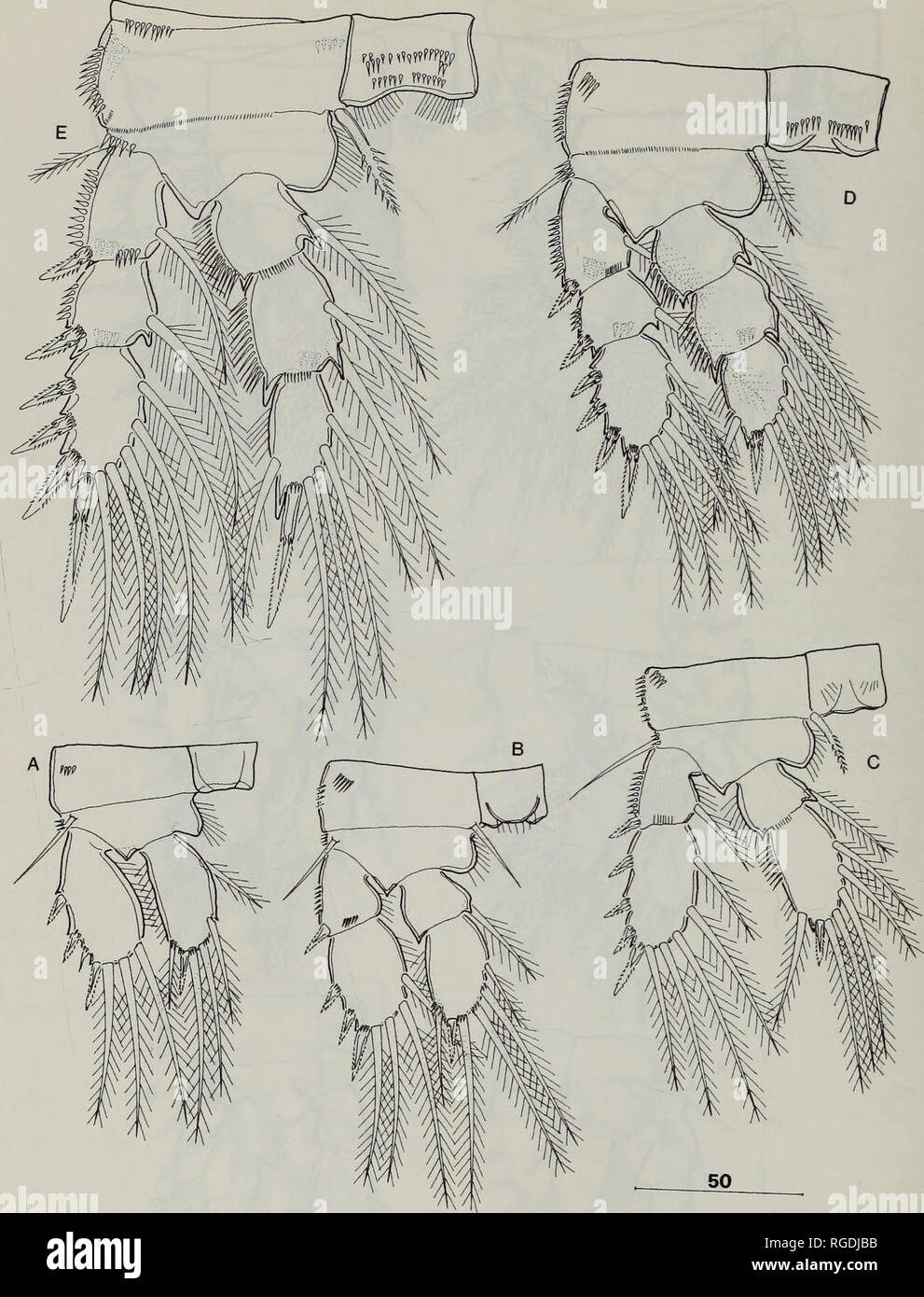 . Bulletin of the Natural History Museum Zoology. 54 S. KARAYTUG AND G ...