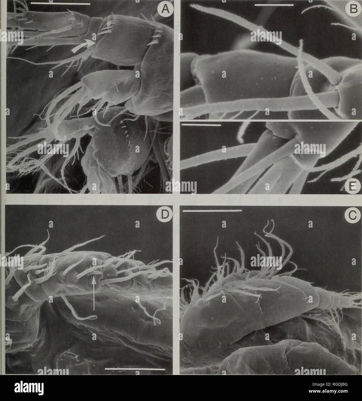 . Bulletin of the Natural History Museum Zoology. LIFE CYCLE OF PARACYCLOPS 59. Fig. 16 Scanning electron micrographs of P. fimbriatus. A, Nauplius VI antenna, ventral; arrow indicates minute second exopodal segment; B, Adult female antennule, aesthetasc on segment 5; C, Male copepodid V antennule, dorsal; D, Male copepodid IV antennule, ventral; arrow indi- cates the spine on segment 4; E, Adult female antennule, double fusion on terminal segment, lateral. Scale bars A = 20 um, B = 5um, C = 40 urn, D = 25 um, E = 5 um. aesthetasc, 2, 3, 7 + 1 aesthetasc. Second endopodal segment of antenna (F Stock Photo