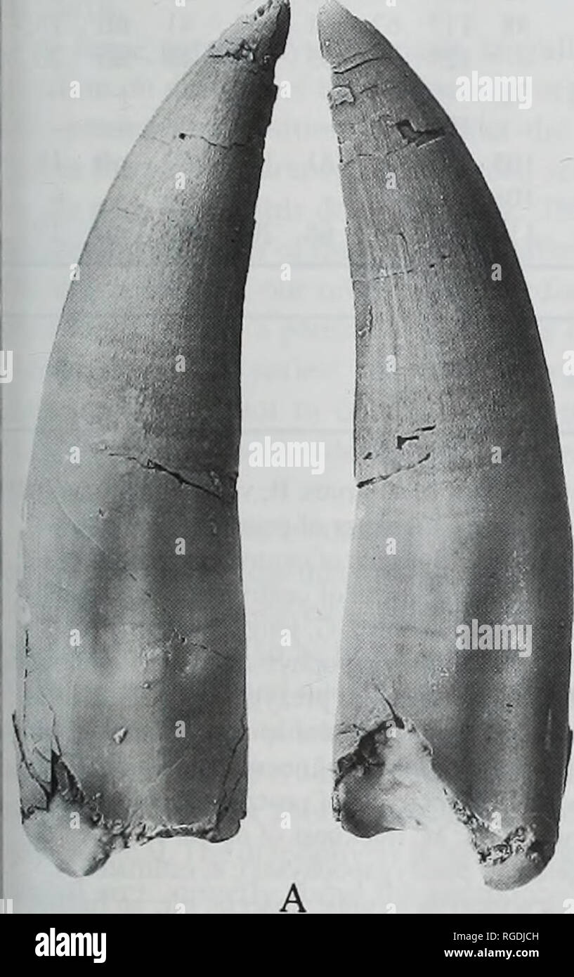 . Bulletin of the Natural Histort Museum. Geology series. D Fig. 17 ...