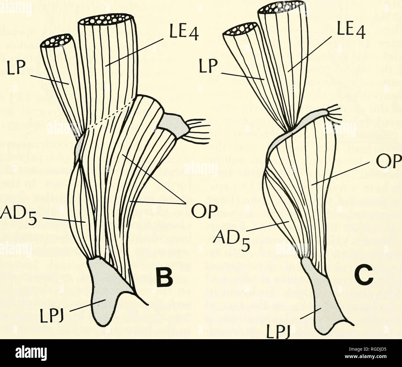 . Bulletin of the Museum of Comparative Zoology at Harvard College. Zoology. Figure 8. Isolated pharyngeal â muscle sling &quot; components in: A. Percichthys: B. Stegastes; C. Chromis.. Please note that these images are extracted from scanned page images that may have been digitally enhanced for readability - coloration and appearance of these illustrations may not perfectly resemble the original work.. Harvard University. Museum of Comparative Zoology. Cambridge, Mass. : The Museum Stock Photo
