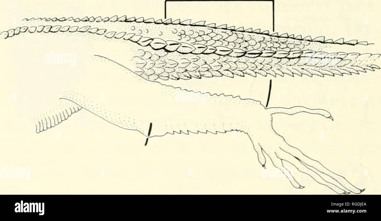 . Bulletin of the Museum of Comparative Zoology at Harvard College. Zoology. Figure 5. Head of Draco everetti showing scale counts made in STD. 0, oculotemporals. MN, middorsal nuchal crest scales be- ginning at first enlarged scale. LN, lateral nuchal crest scales be- ginning at first enlarged scale and extending for the minimum count of contiguous scales. Bar, lower right, is one cm. (From Ross and Lazell, 1991.) evaluated with student's T test. Draco, WkeAnolis, often change colors and even patterns. This ability to make physiolog- ically controlled color changes is direct evi- dence of the Stock Photo