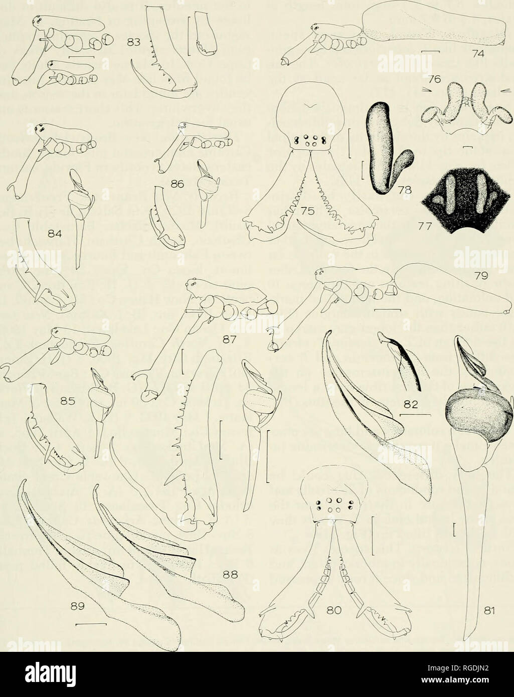 . Bulletin of the Museum of Comparative Zoology at Harvard College. Zoology. DoLicHOGNATHA AND Tetragnatha North OF MEXICO • Levi 305. Figures 74-89. Tetragnatha elongata Walckenaer. 74-78. Female. 74. Lateral. 75. Chelicerae and eye region. 76-78. Genital area. 76. Dorsal. 77. Ventral, cleared. 78. Left seminal receptacles, ventral. 79-82, Male. 79. Lateral. 80. Chelicerae and eye region. 81, 82. Left palpus. 82. Conductor and embolus, ventral, and conductor tip, mesal. 83-89. Variation. 83. Carapace and left chelicera of two adult females collected together (Massachusetts). 84-87. Male carap Stock Photo