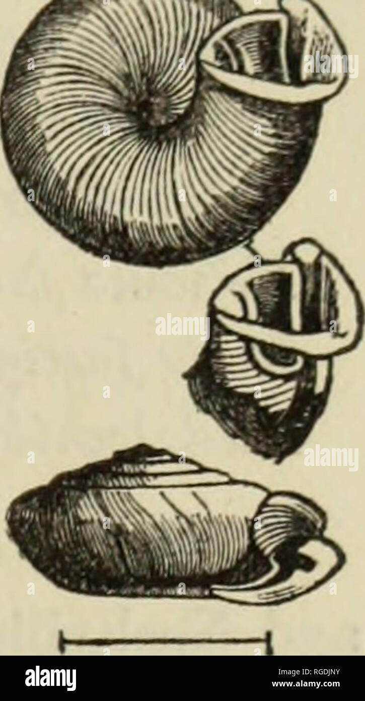 . Bulletin of the Museum of Comparative Zoology at Harvard College