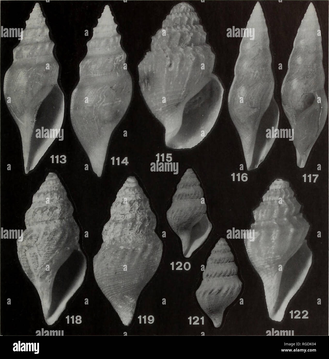 . Bulletin of the Natural History Museum Zoology. DEEP-SEA CONOIDEAN GASTROPODS 27. Figs 113-122 Daphnellinaeand Mangeliinae. 113,114- Gymnobela (Theta) daphnelloides (Dall, 1895), stn 118, H = 27.0; 115- Mioawateria exten- saeformis (Schepman, 1913), stn 26, H = 9.9 mm; 116,117 Xanthodaphne maldivica Sysoev, new species, holotype; 118-121 - Benthomangelia brachytona (Watson, 1881), stn 119, H = 17.1 mm (118,119) and lectotype, BM(NH) 1887.2.9.1034, H = 15.1 mm (120,121); 122 - B. trophonoidea Thiele, 1925, stn 185, H = 10.0mm. latter, in its turn, is too poorly distinguished from Gymnobela to Stock Photo