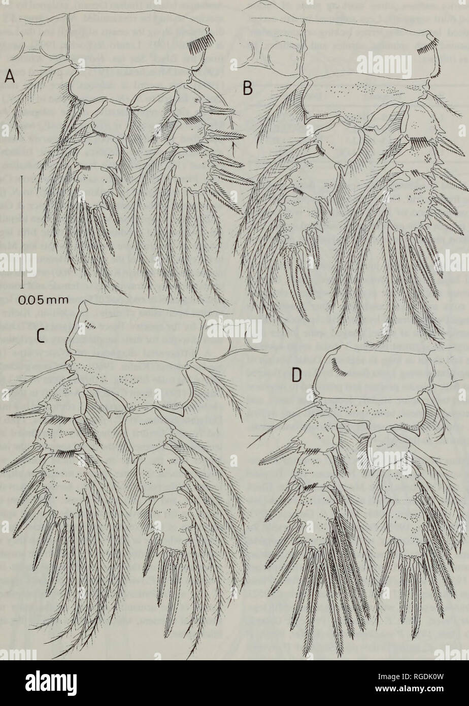 . Bulletin of the Natural History Museum Zoology. CYCLOPOIDS FROM LITTORAL CAVES 91. Fig. 7. Neocyclops (Protoneocyclops) mediterraneus (Kiefer, 1960), adult male swimming legs, posterior view. A. leg 1; B, leg 2; C, leg 3; D, leg 4. patches of tiny denticles on segment, as figured. Palp comprising coxobasis with 1 spinulate spine and 2 setae distally and 1 seta (representing exopod) implanted on outer margin, and 1-segmented endopod bearing 3 setae (obscured in Fig. 6D). Maxilla (Fig. 6E) 4-segmented, powerfully developed. Praecoxa and coxa separate. Praecoxa with single, distal endite armed  Stock Photo