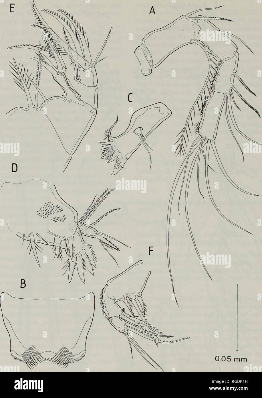 . Bulletin of the Natural History Museum Zoology. 90 D. JAUME AND G.A. BOXSHALL. 0.05 mm Fig. 6. Neocyclops (Protoneocyclops) mediterraneus (Kiefer, 1960), adult male. A, antenna; B, labrum, ventral; C, mandible; D, maxillule; E. maxilla; maxilliped. XXVIII), 11+2 aesthetascs. Antenna (Fig. 6A) well developed, 5-segmented. Coxa and basis separate, coxa small, unarmed. Basis with 2 distal setae on inner margin and long distal seta, representing exopod, on outer margin. First endopod segment with seta inserted midway along inner mar- gin. Second endopod segment with 2 lateral and 3 distal setae  Stock Photo