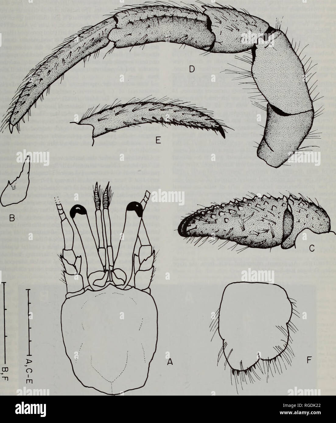 . Bulletin of the Natural History Museum Zoology. REASSESSMENT OF CALCINUS' ASTATHES 33. Fig. 1 Clibanarius astathes (Stebbing, 1924), A-E, female lectotype (7.3 mm); F, male paralectotype (6.9 mm). A, shield and cephalic appendages; B, right second antennal peduncular segment enlarged; C, carpus and chela of left cheliped (lateral view); D, third left pereopod (lateral view); E, dac- tyl of third left pereopod (mesial view); F, telson. Scales equal 5.0 mm (A, C-E) and 3.0 mm (B, F).. Please note that these images are extracted from scanned page images that may have been digitally enhanced for Stock Photo