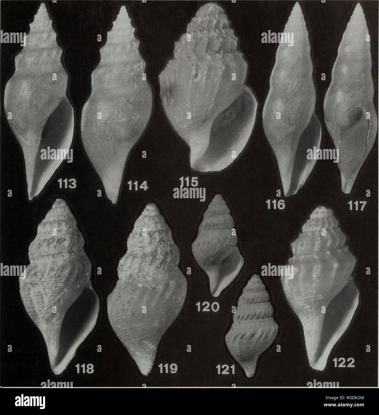 . Bulletin of the Natural History Museum Zoology. DEEP-SEA CONOIDEAN GASTROPODS 27. Figs 113-122 Daphnellinae and Mangeliinae. 113,114 -Gymnobela (Theta) daphnelloides (Dall, 1895), stn 118, H = 27.0; 115- Mioawateria exten- saeformis (Schepman, 1913), stn 26, H = 9.9 mm; 116,117- Xanthodaphne maldivica Sysoev, new species, holotype; 118-121 - Benthomangelia brachytona (Watson, 1881), stn 119, H = 17.1 mm (118,119) and lectotype, BM(NH) 1887.2.9.1034, H = 15.1 mm (120,121); 122- B. trophonoidea Thiele, 1925, stn 185, H = 10.0 mm. latter, in its turn, is too poorly distinguished from Gymnobela  Stock Photo