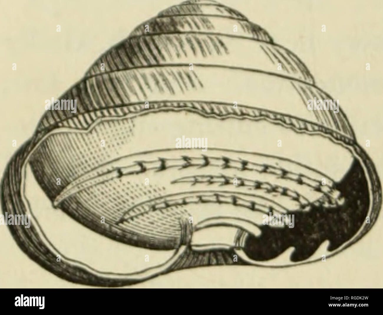 Labyrinthulidae . Bulletin of the Museum of Comparative Zoology at Harvard College ...