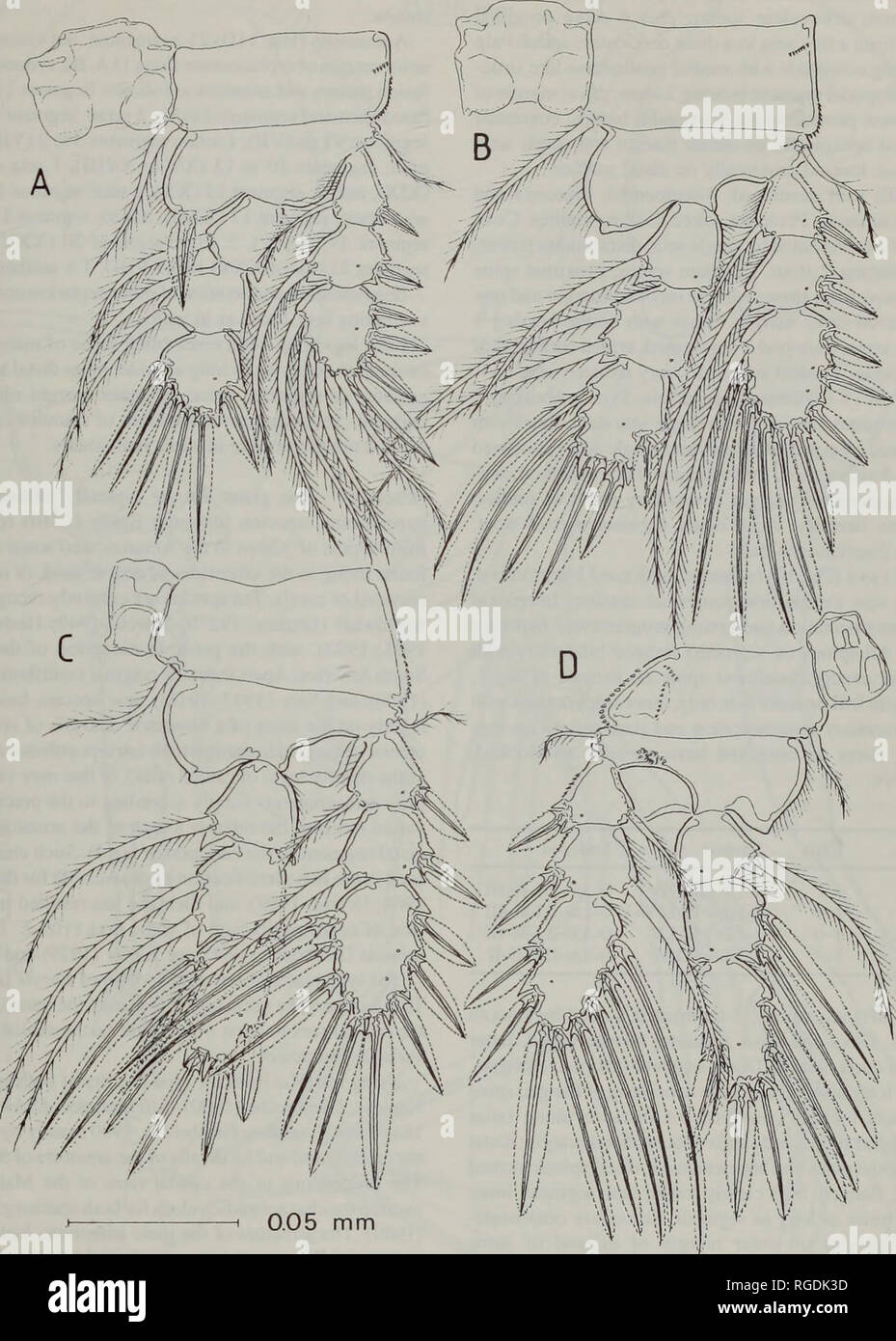 . Bulletin of the Natural History Museum Zoology. CYCLOPOIDS FROM ...