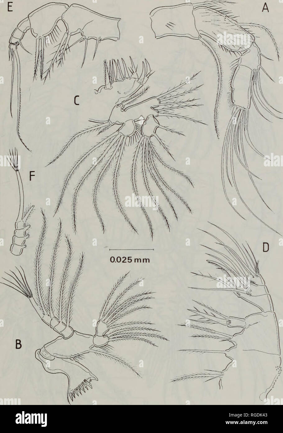 . Bulletin of the Natural History Museum Zoology. CYCLOPOIDS FROM ...