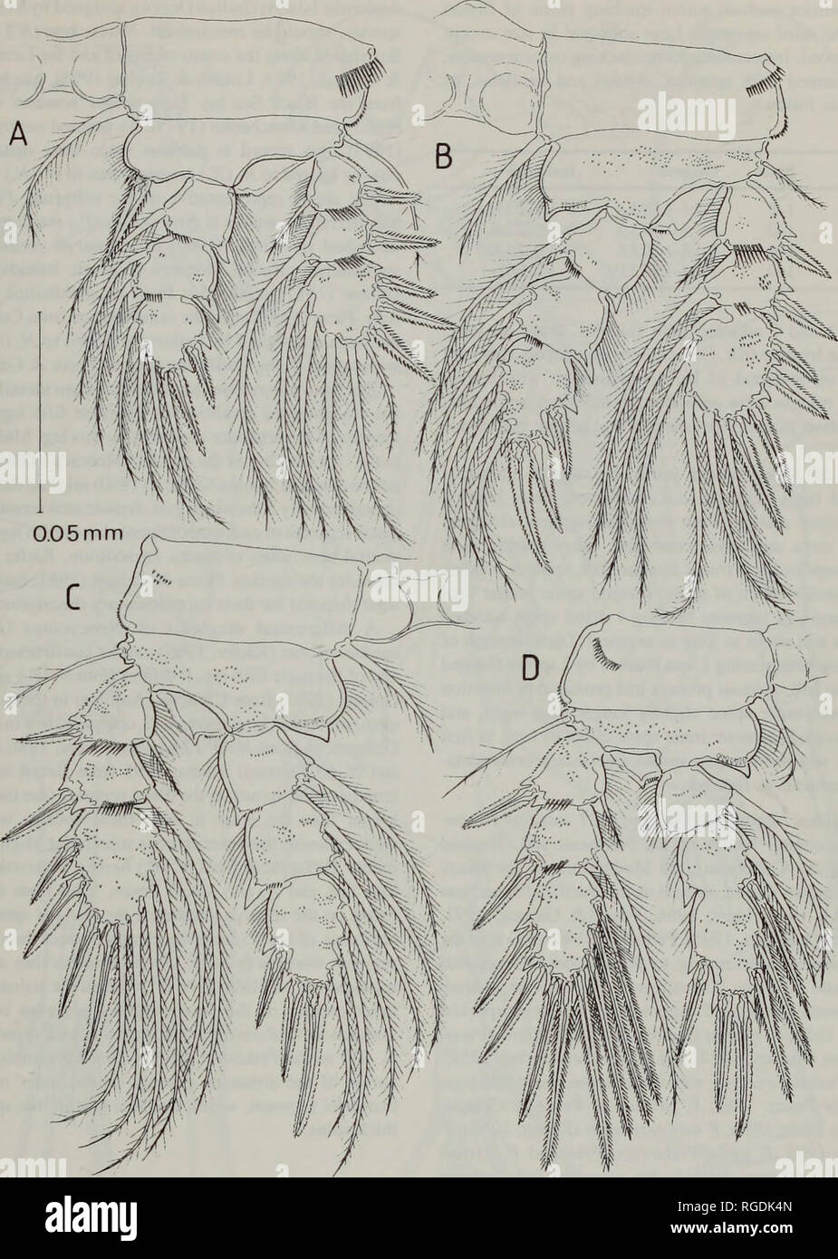 . Bulletin of the Natural History Museum Zoology. CYCLOPOIDS FROM LITTORAL CAVES 91. Fig. 7. Neocyclops (Protoneocyclops) mediterraneus (Kiefer, 1960), adult male swimming legs, posterior view. A, leg 1; B, leg 2; C, leg 3; D, leg 4. patches of tiny denticles on segment, as figured. Palp comprising coxobasis with 1 spinulate spine and 2 setae distally and 1 seta (representing exopod) implanted on outer margin, and 1-segmented endopod bearing 3 setae (obscured in Fig. 6D). Maxilla (Fig. 6E) 4-segmented, powerfully developed. Praecoxa and coxa separate. Praecoxa with single, distal endite armed  Stock Photo