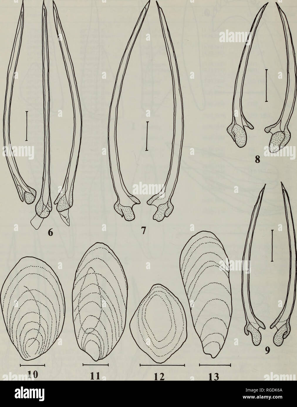 . Bulletin of the Natural History Museum Zoology. A.V. SYSOEV. Figs 6-13 Radulae (6-9) and opercula (10-13). 6 - Typhlomangelia maldivica Sysoev, new species, paratype, stn 143, H = 27.8 mm; 7 - Bathytoma (Parabathytomaj oldhami(E.A. Smith, 1899), stn 145, H = 41.0mm; 8-B. (P.) regnans Melvill, 1918, stn 34, H = 26.6mm; 9-B. (P.)fissa(von Martens, 1901), stn 176, H = 35.3 mm; 10 - Splendrillia zanzibarica Sysoev, new species, holotype; 11 - Inquisitor indistinctus Sysoev, new species, paratype, stn 145, H = 27.4 mm; 12,13- Borsonia (Cordieria) symbiophora Sysoev, new species, paratypes, stn 18 Stock Photo