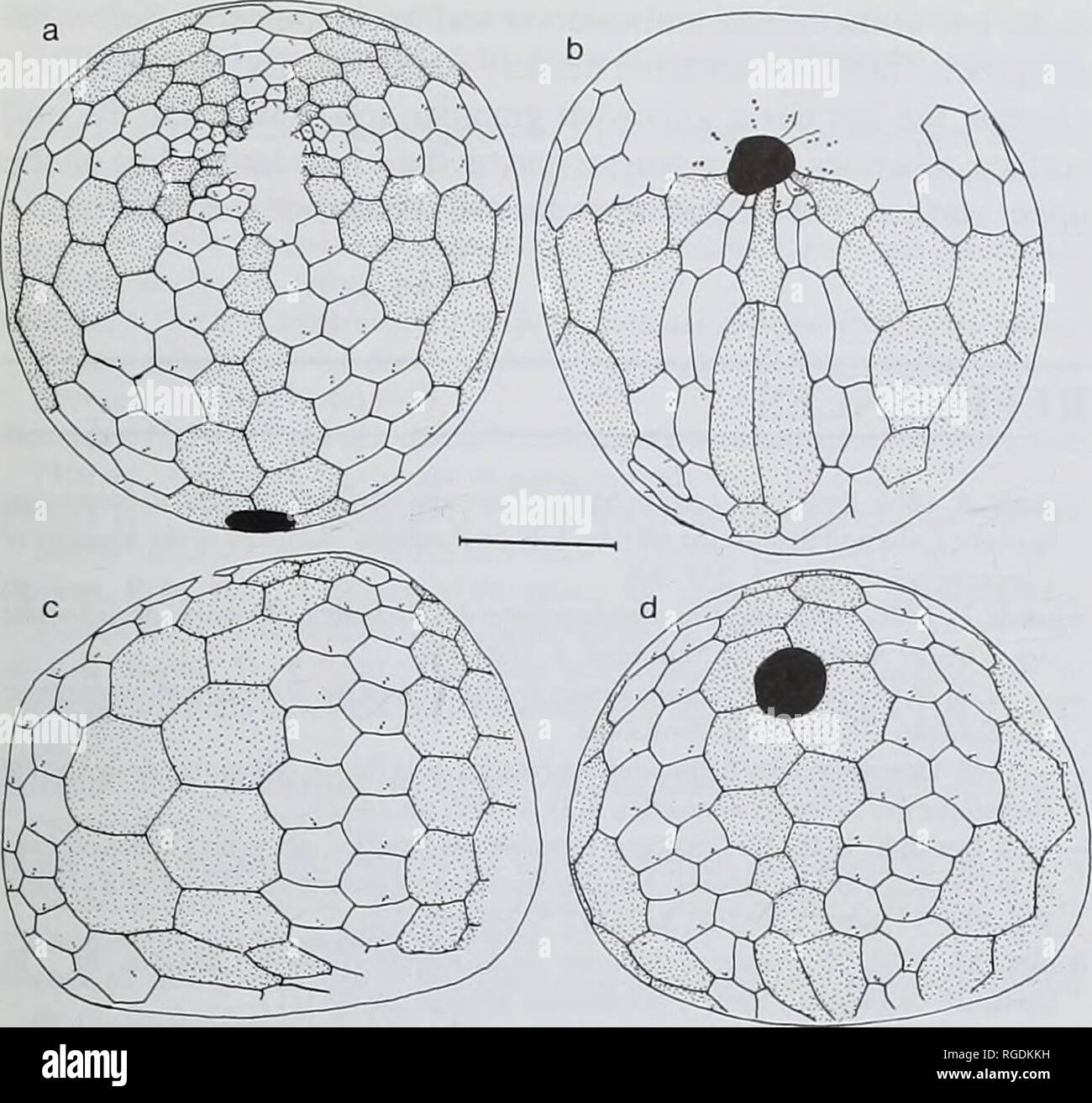 . Bulletin of the Natural Histort Museum. Geology series. LATE CRETACEOUS-EARLY TERTIARY ECHINOIDS b. Fig. 39 Camera lucida drawings of plating in Ovidaster reticulatus sp. nov. from the Maastrichtian black shale facies at Sarasate (Navarra); holotype BMNH EE6074. a, apical surface; b, oral surface; c, lateral; d, posterior. Interambulacra shaded. Scale bar = 5 mm.. Please note that these images are extracted from scanned page images that may have been digitally enhanced for readability - coloration and appearance of these illustrations may not perfectly resemble the original work.. Natural Hi Stock Photo