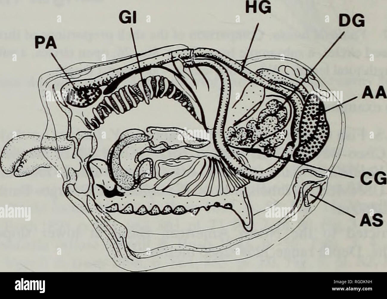 . Bulletin of the Natural History Museum Zoology. Fig. 9 Yoldiella ...