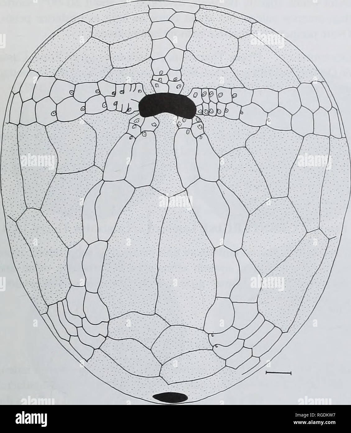. Bulletin of the Natural Histort Museum. Geology series. LATE CRETACEOUS-EARLY TERTIARY ECHINOIDS 125. Fig. 33 Camera lucida drawing of plating in Isaster aqiiilanicus (de Grateloup, 1836) from the late Thanetian of Casas de Oraien (Navarra); BMNH EE6202, oral surface. Scale bar = 5 mm. Genus HEMIASTER Agassiz. in Agassiz &amp; Desor, 1847 Diagnosis. Apical disc ethmophract. Anterior sulcus weak or absent. Hemiaster prunella (L&amp;maick, 1816) PI. 9, figs ll-14;Fig. 35b, c, e 1816 Spatangus prunella Lamarck: 33. 1855 Hemiaster prunella Lamarck; d'Orbigny: 242. pi. 881. 1856 Hemiaster prunell Stock Photo