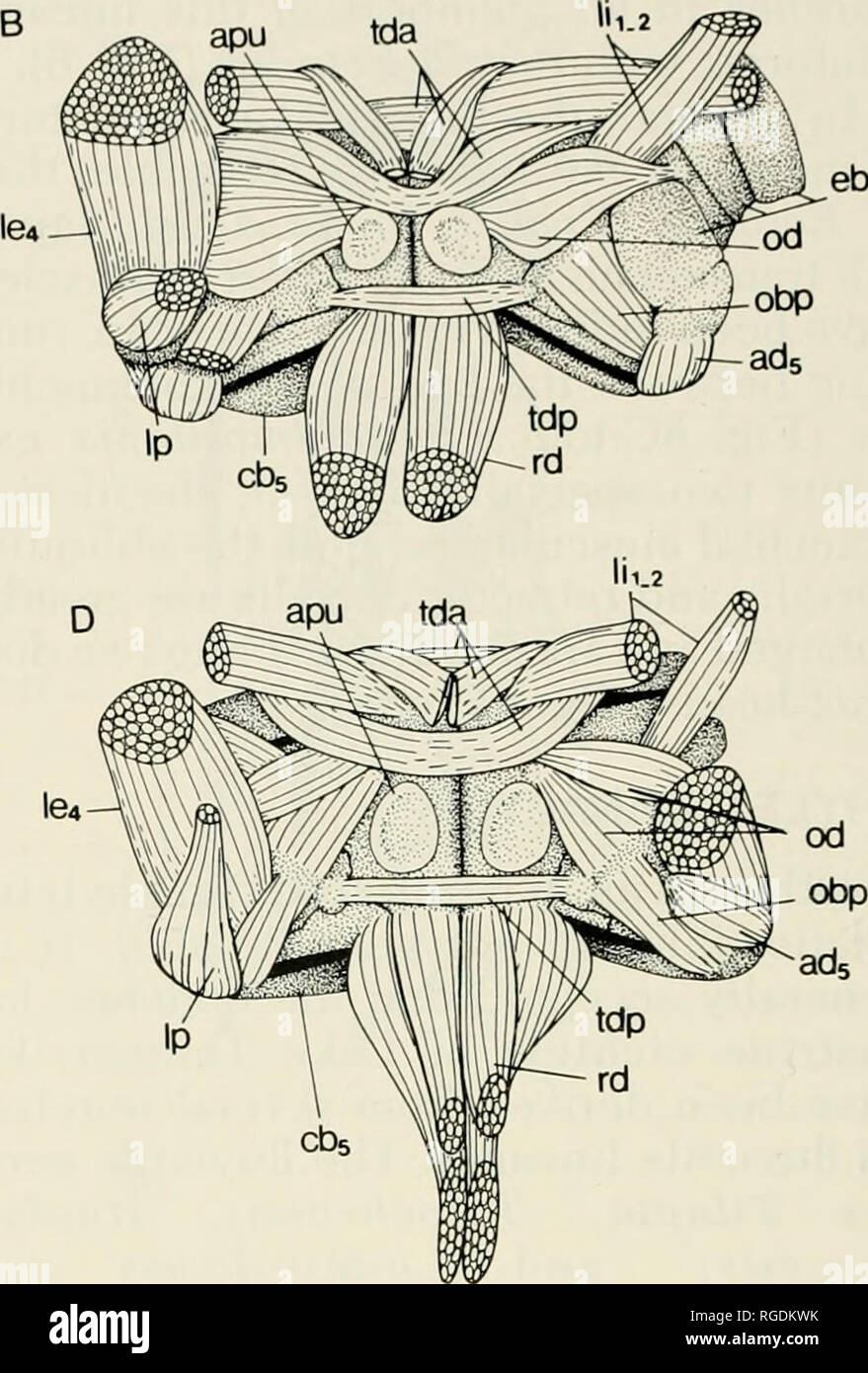 . Bulletin of the Museum of Comparative Zoology at Harvard College. Zoology. ebi.4 Figure 8. Dorsal aspect of the branchial musculature. A, Ectodus descampsi, in which the dissection has been carried out in greater detail to show the precise insertions and origins of the muscles; B, Lestradea perspicax; C, Asprotilapia leptura; 0, Ophthalmotilapla boops. ized lineages of Lake Tanganyika, such as the herbivores (e.g., Simochromis and Petrochromis), piscivores (Liem, 1978), scale eaters (Liem and Stewart, 1976) and invertebrate pickers (Liem, 1979). Sepa- ration of the palatine and the entoptery Stock Photo