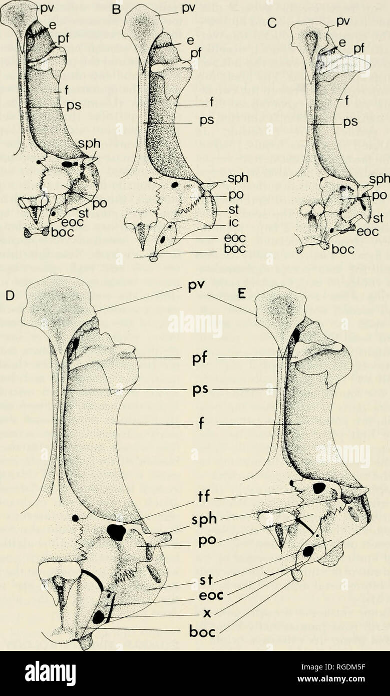 . Bulletin of the Museum of Comparative Zoology at Harvard College. Zoology. 198 Bulletin Museum of Comparative Zoology, Vol. 149, No. 3. Figure 3. Ventral aspect of the left half of the neurocranlum. A, Ectodus descampsi; B, Lestradea perspicax; C, As- protilapia leptura; D, Ophthalmotilapia ventralis; E, Ophthalmotilapia boops.. Please note that these images are extracted from scanned page images that may have been digitally enhanced for readability - coloration and appearance of these illustrations may not perfectly resemble the original work.. Harvard University. Museum of Comparative Zool Stock Photo