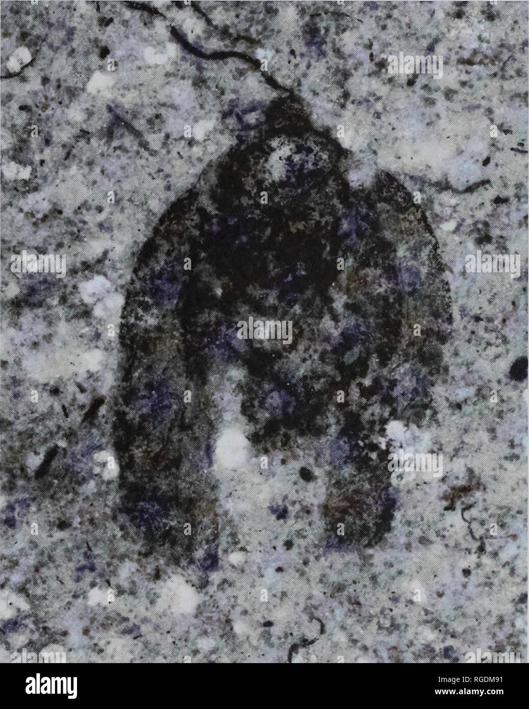 Bulletin Of The Natural History Museum Geology Fig 7 Juleyrodes Visnyai Sp Nov Holotype Habitus Fig 6 Juleyrodes Visnyai Sp Nov Holotype Female Pin 2997 3837 Positive Impression Karatau Fig 8 Juleyrodes