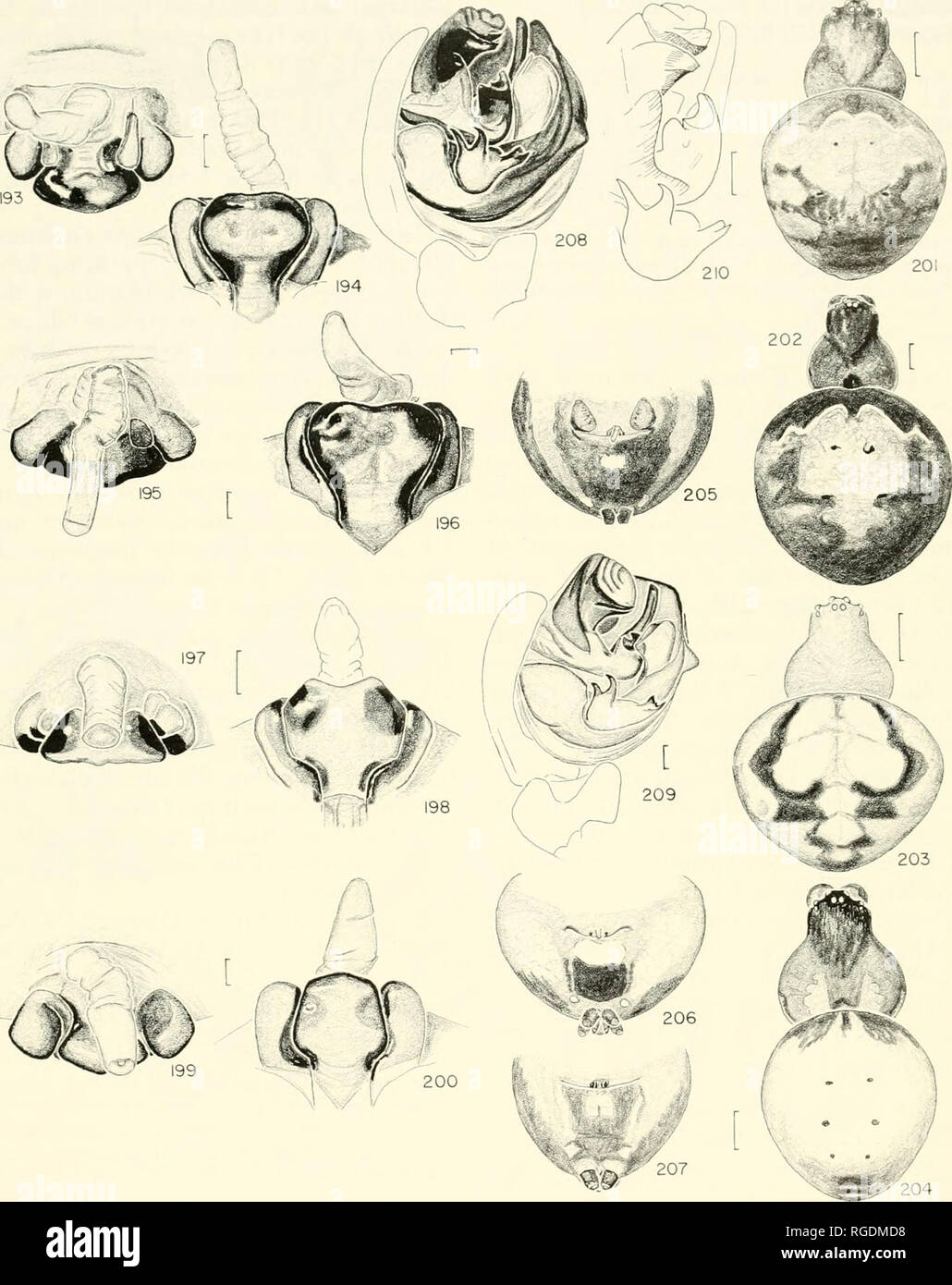 . Bulletin of the Museum of Comparative Zoology at Harvard College. Zoology. Neotropical Araneus, Dubiepeira, Aculepeira • Levi 233. &lt; mF 207 Figures 193-210. Araneus expletus{0. P.-Cambridge). 193-207. Female. 193, 195, 197, 199. Epigynum, ventral. 194, 196, 198, 200. Epigynum, posterior. 201-204. Dorsal. 205-207. Abdomen, ventral. 208-210. Male, left palpus. 208, 209. Mesal. 210. Median apophysis, embolus, subterminal and terminal apophyses. 193, 194, 201 (type of A. expletus, Guatemala). 195, 196, 202, 205 (holotype of A. smithi, Veracruz, Mexico). 197,198, 203, 206, 209 (Veracruz, Mexic Stock Photo