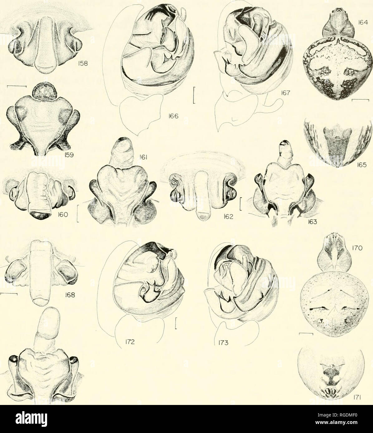 . Bulletin of the Museum of Comparative Zoology at Harvard College. Zoology. Neotropical Araneus, Dubiepeira, Aculepeira • Levi 225. H 169 Figures 158-167. Araneus meropes (Keyserling). 158-165. Female. 158,160,162. Epigynum, ventral. 159,161,163. Epigynum, posterior. 158, 159 (Torontoy, Dpto. Cusco, Peru). 160, 161 (Dpto. Magdalena, Colombia). 162, 163 (Machupicchu, Cusco, Peru). 164. Dorsal. 165. Abdomen, ventral. 166, 167. Male, left palpus. 166. Mesal. 167. Ventral. Figures 168-173. A. koepckeorum n. sp. 168-171. Female. 168. Epigynum, ventral. 169. Epigynum, posterior. 170. Dorsal. 171. A Stock Photo