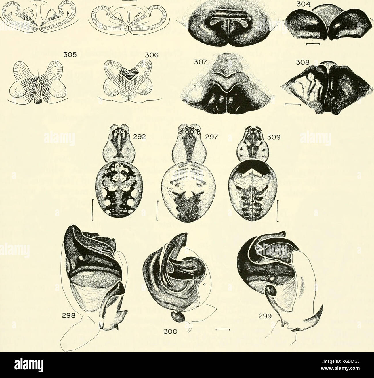 . Bulletin of the Museum of Comparative Zoology at Harvard College. Zoology. 301 302 303. Figures 301-304. C. pichincha n. sp., epigynum. 301. Dorsal, cleared. 302. Ventral, cleared. 303. Ventral. 304. Posterior. Figures 305-309. C. ecarup n. sp. 305-308. Epigynum. 305. Dorsal, cleared. 306. Ventral, cleared. 307. Ventral. 308. Pos- terior. 309. Female. Scale lines. 0.1 mm, except Figures 292, 297, 309, 1.0 mm.. Please note that these images are extracted from scanned page images that may have been digitally enhanced for readability - coloration and appearance of these illustrations may not pe Stock Photo