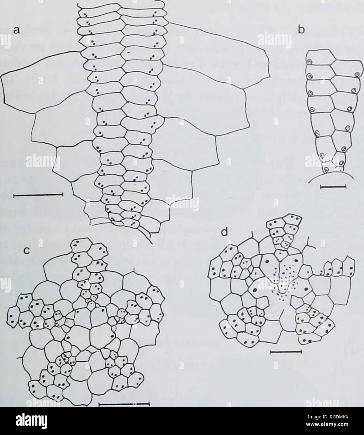 . Bulletin of the Natural Histort Museum. Geology series. LATE CRETACEOUS-EARLY TERTIARY ECHINOIDS 101. Fig. 10 Camera lucida drawings of plating in Echinogalerus species, a, c, ?E. vetschaiiensis (Schliiter, 1902) from the Maastrichtian of the coast west of Cabo Mayor (Santander, Cantabria); a, BMNH EE6164, adoral ambulacrum, peristome opening at base; c, BMNH EE 6165, apical disc; b, d, E. muelleri (Schluter, 1902), BMNH EE4412a from Olazaguti pass, Navarra; b. adoral ambulacrum , peristome margin at base; d. apical disc. Scale bars = I mm. Diagnosis. Test up to 12 mm, width ca. 95% of leng Stock Photo