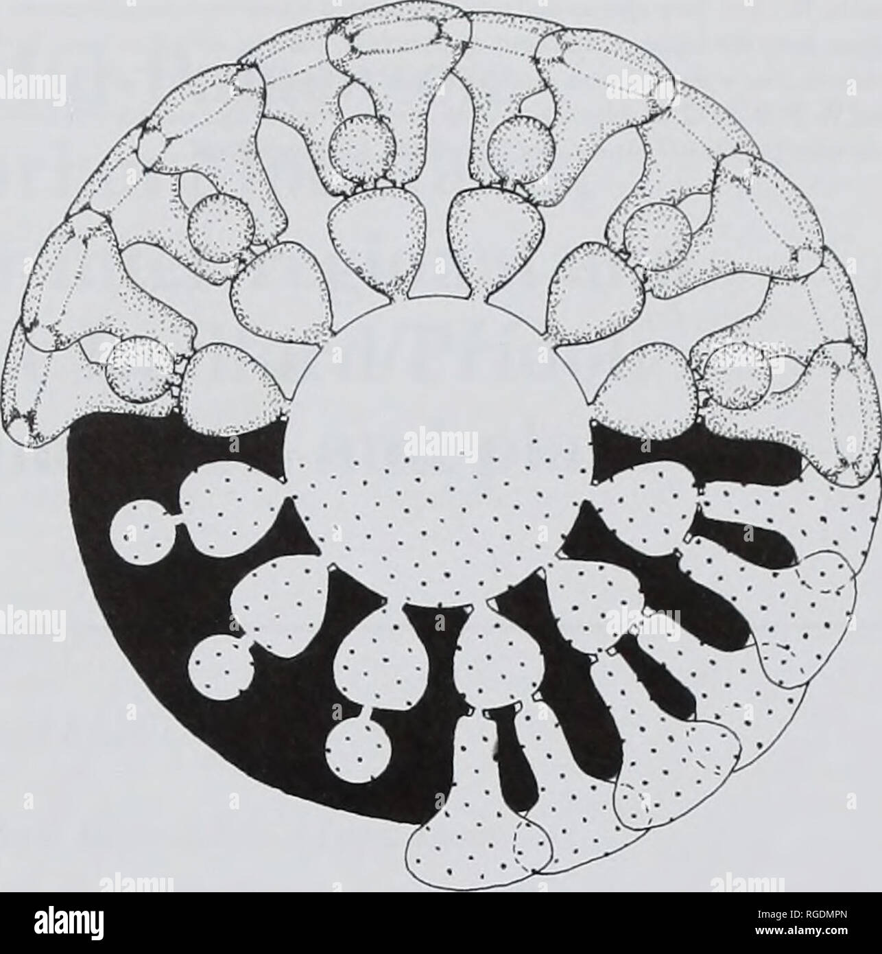 . Bulletin of the Natural Histort Museum. Geology series. SYSTEMATIC AFFINITY OF ACROPORELLA ASSURBANIPALI 113 the variability oftlie species and some qualitative characters such as the shape of thallus, laterals and reproductive organs would have required more abundant material. The thallus is apparently cylindrical and simple. Primary laterals are arranged in moderately close whorls. Their position between whorls, alternated or in continuity, is not evident. However they are phloiophorous and rather strong, almost perpendicular to the stem axis. The transverse section of the primary pores is Stock Photo