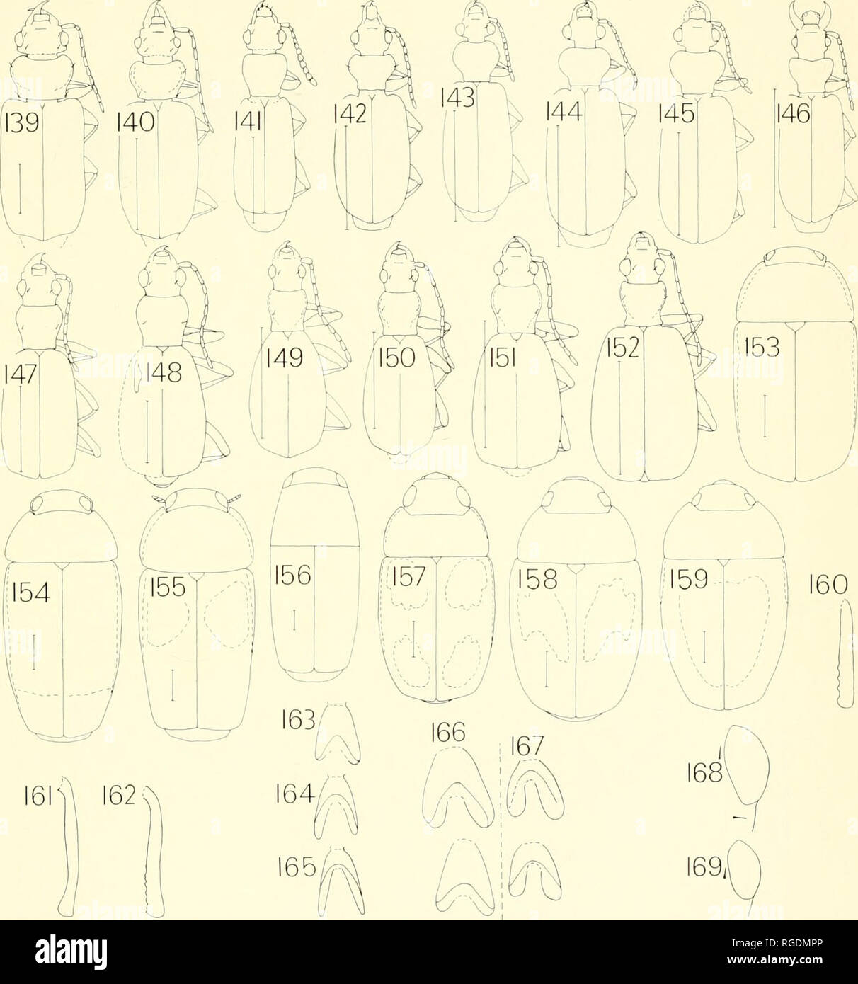 . Bulletin of the Museum of Comparative Zoology at Harvard College. Zoology. The Carabid Beetles ok New Guinea • Darlington 249. Fig. 139, Pogonoglossus parvus n. sp., $ paratype, Doboduro; 140, P. glabricollis Van Emden, 9, Mofae; 141, Hellu- odema un/co/or (Hope), c^ , Rouku; 142, Helluonidius chrysocomes Maindron, 9 , Nabire; 143, H. laevifrons n. sp., 9 holotype; 144, H. latipes n. sp., 9 hole.; 145, H. politus n. sp., 9 holo.; 146, Helluopapua toxopei n. gen. &amp; sp., $ holo.; 147, Pheropsophus amnicola n. sp.; 148, P. aptinomorphus Heller, S Maffin Bay; 149, P. pedes n. sp., 9 holo.; 1 Stock Photo
