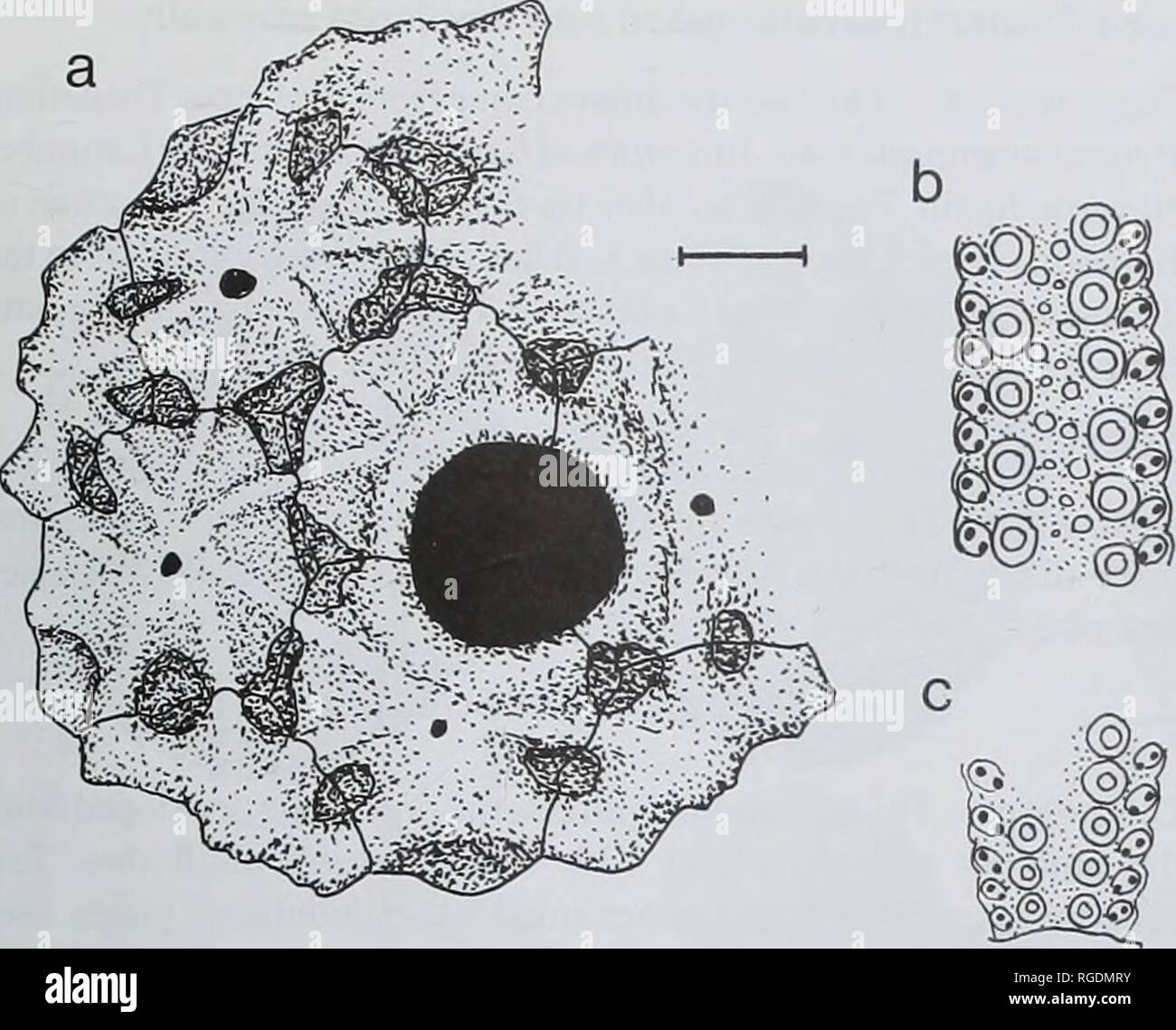 . Bulletin of the Natural Histort Museum. Geology series. LATE CRETACEOUS-EARLY TERTIARY ECHINOIDS 93. Fig. 6 Camera lucida drawings of plating in Salenia (Pleurosalenia) scabra (Nestler, 1965) from the coast west of Cabo Mayor (Santander, Cantabria); BMNH EE6I10. a. apical disc; b, adapical ambulacrum; c, adoral ambulacrum, peristome at base. Scale bar = 1 mm. 1866b) has usually been treated as a distinct species ciiaracterized by having %harp caiina on apical disc plates (e.g. Geys, 1979). However, Cotteau's original illustrations do not show sharp carina, only a somewhat gentle undulose pla Stock Photo