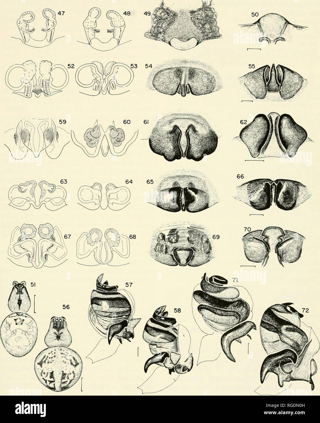 . Bulletin of the Museum of Comparative Zoology at Harvard College. Zoology. Chrysometa and Homalometa • Levi 123. Figures 63-66. C. malkinin. sp., epigynum. 63. Dorsal, cleared. 64. Ventral, cleared. 65. Ventral. 66. Posterior. Figures 67-70. C. sabana n. sp., epigynum. 67. Dorsal, cleared. 68. Ventral, cleared. 69. Ventral. 70. Posterior. Figures 71, 72. C. raripila (Keyserling), male palpus. 71. Ventral. 72. Lateral. Scale lines. 0.1 mm, except Figures 51, 56, 1.0 mm.. Please note that these images are extracted from scanned page images that may have been digitally enhanced for readability  Stock Photo