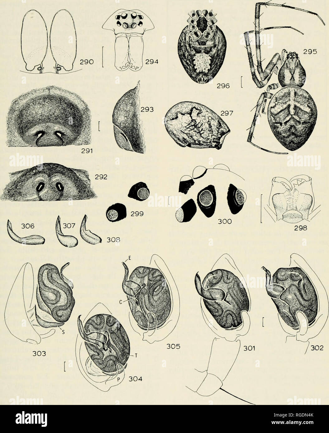. Bulletin of the Museum of Comparative Zoology at Harvard College. Zoology. Mecynogea, Metinae, Pachygnatha and Azilia North of Mexico • Levi 71. Figures 290-308. Azilia affinis O. P.-Cambridge. 290-300. Female. 290. Female genitalia, dorsal view. 291-293. Epigy- num. 291. Ventral. 292. Posterior. 293. Lateral. 294. Eye region and chelicerae. 295. Female. 296. Abdomen, ventral. 297. Abdomen, lateral. 298. Labium and endites. 299. Left lateral eyes. 300. Posterior median eyes and left laterals. 301-308. Left male palpus. 301. Ventral. 302. Lateral. 303-305. Expanded and cleared. 303. Mesal. 30 Stock Photo