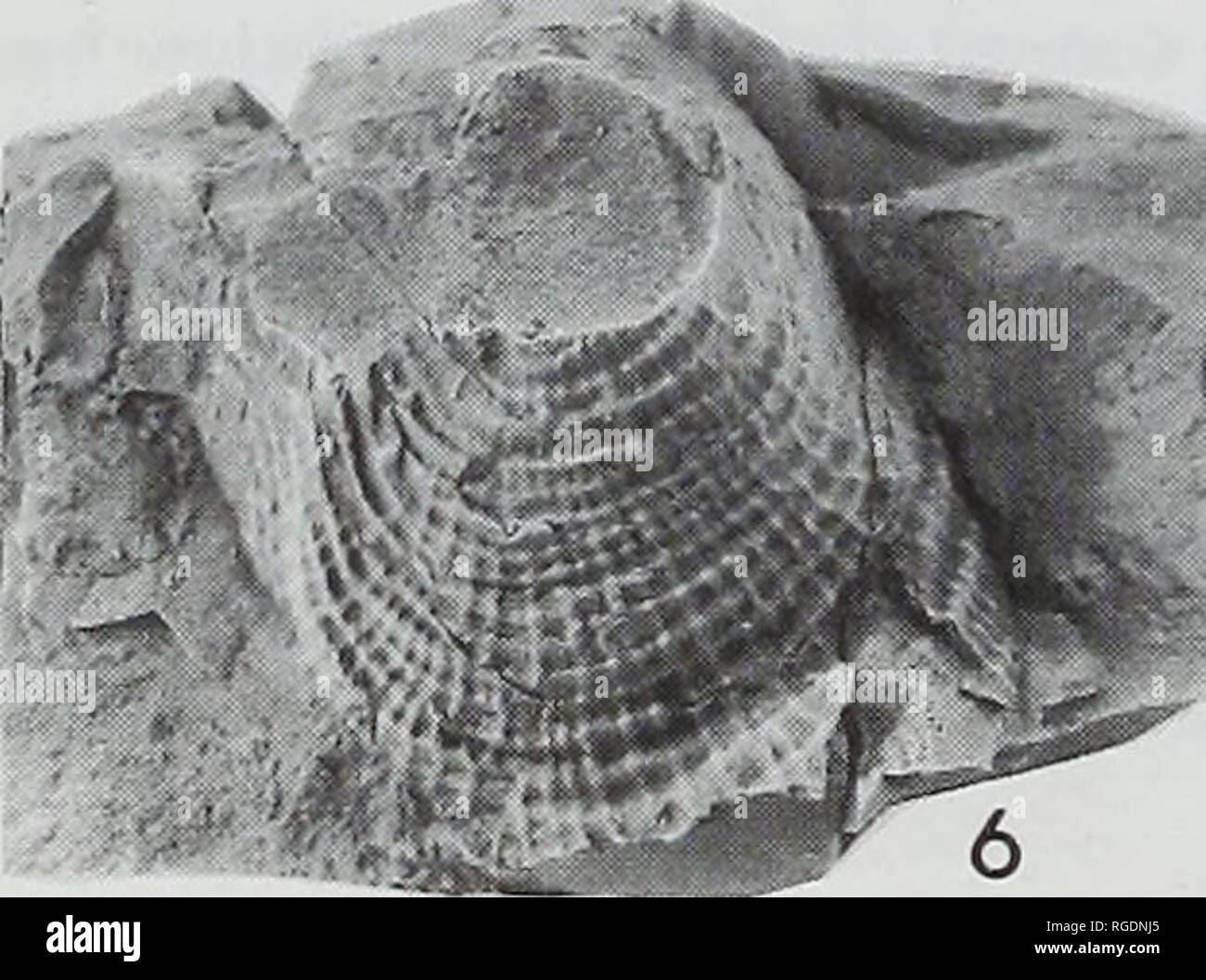 . Bulletin of the Natural Histort Museum. Geology series. The shell material on most specimens is thin, somewhat laminar in appearance and takes the buff colour of the matrix. In order to establish the nature of this shell, slivers from two specimens were studied by qualitative energy dispersive x-ray microanalysis using scanning electron microscopy in the Department of Mineralogy, The Natural History Museum, London. The results show a strong dominance of calcium, with no magnesium or phosphorus present (Fig. 9). The mineralogy indicates dominance of calcium carbonate (lacking magnesium) and t Stock Photo