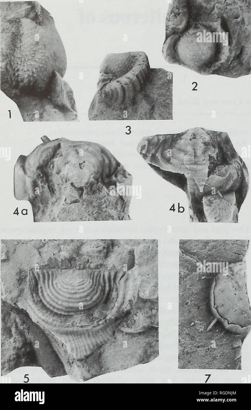 . Bulletin of the Natural Histort Museum. Geology series. 52 C.H.C. BRUNTON METHODS. The shell material on most specimens is thin, somewhat laminar in appearance and takes the buff colour of the matrix. In order to establish the nature of this shell, slivers from two specimens were studied by qualitative energy dispersive x-ray microanalysis using scanning electron microscopy in the Department of Mineralogy, The Natural History Museum, London. The results show a strong dominance of calcium, with no magnesium or phosphorus present (Fig. 9). The mineralogy indicates dominance of calcium carbonat Stock Photo