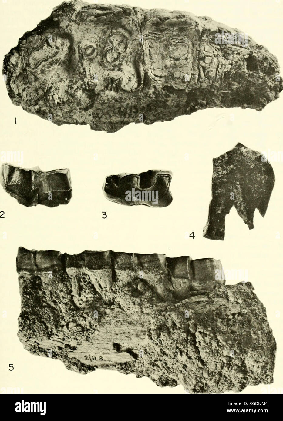 . Bulletin of the Museum of Comparative Zoology at Harvard College. Zoology. Rhinoceros from the Miocene of Kenya • Hooijer 363. late 11. Chilotheridium paftersoni. Fig. 1, right maxillary wifh dm', P&quot;-M' (2 13.S), crown view, X 0.75. Fig. 4, RM&quot;, losterior portion of ectoloph (2/13.5), outer view, X 0.60. 6rachypofher/um sp. Figs. 2-3, L dm:; (2/2.S), outer and crown iews, X 0.67. Acerafher/um c. q. Dicerorhinus sp. Fig. 5, left ramus with Pi-M.i (2,'ll.S), outer view, X 0.55. All from Jgorora, Kenya.. Please note that these images are extracted from scanned page images that may hav Stock Photo
