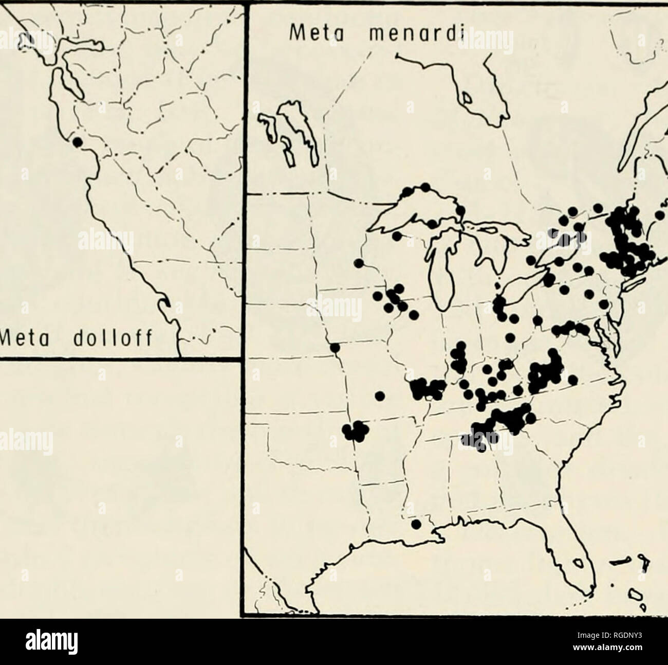 . Bulletin of the Museum of Comparative Zoology at Harvard College. Zoology. 40 Bulletin MuseuDi of Coniixinitivc Zoology, Vol. 149, No. 1 Meta menardi /. Meta dolloff --j'. Please note that these images are extracted from scanned page images that may have been digitally enhanced for readability - coloration and appearance of these illustrations may not perfectly resemble the original work.. Harvard University. Museum of Comparative Zoology. Cambridge, Mass. : The Museum Stock Photo