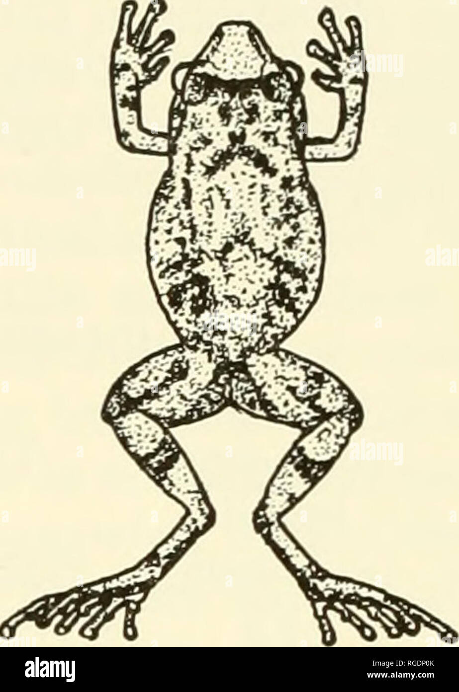 . Bulletin of the Museum of Comparative Zoology at Harvard College. Zoology. Fig. 1. Left: Eleuiherodactylus abbotti, adult female, ASFS X1649, Furcy, 5600', Dept. de I'Ouest, Haiti; snout-vent length 23.0 mm. Right: Eleutherodactylus audanti audanti, adult female, ASFS X2362, 2.4 mi. S Kenscoff, Dept. de I'Ouest, Haiti; snout-vent length 23.3 mm. All the preserved specimens of these frogs collected by others in the Furcy area can be separated into these two categories without difficulty. Naturally, the yellow ventral coloration is no longer present; the distinct leg and postanal markings of a Stock Photo