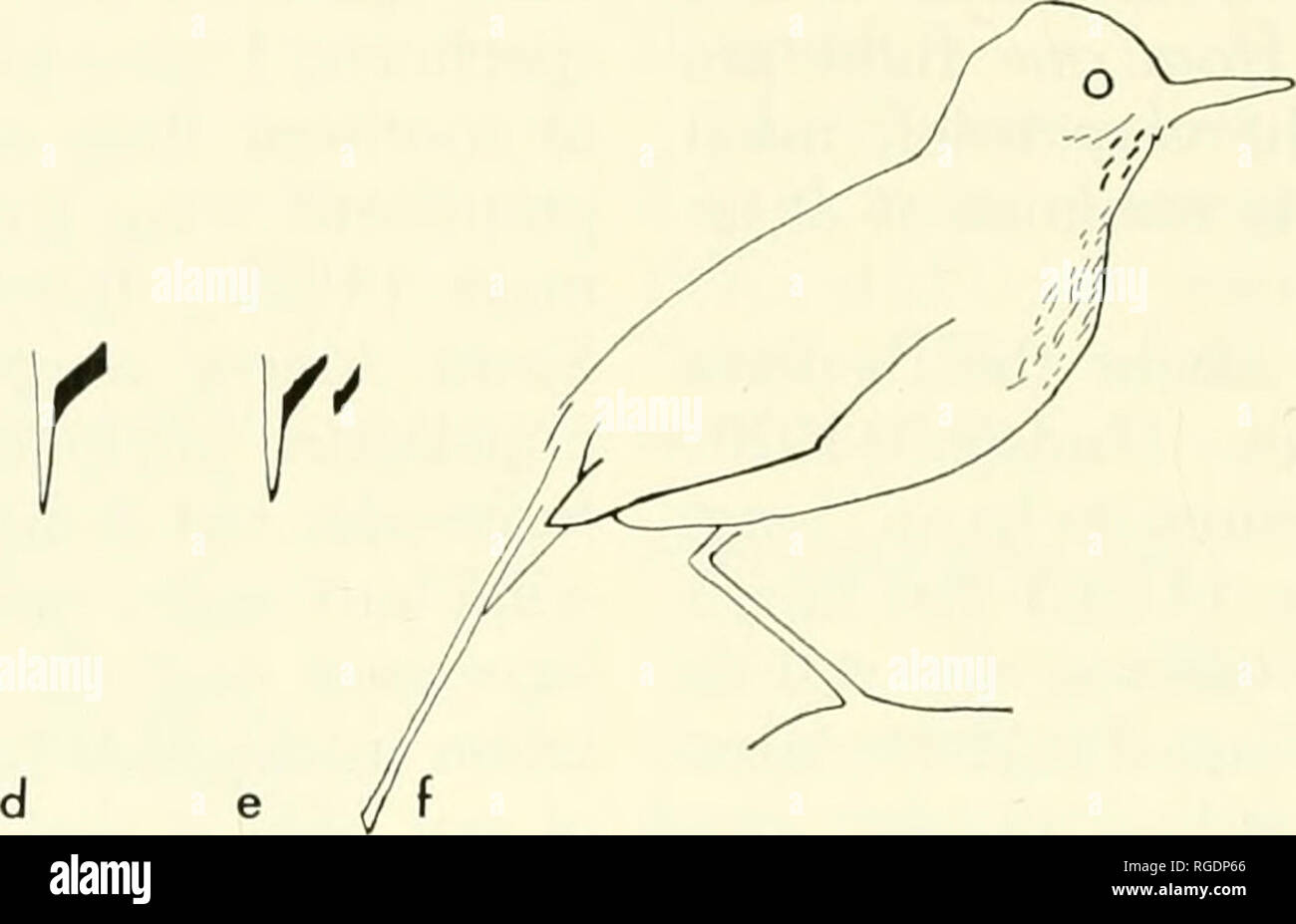 . Bulletin of the Museum of Comparative Zoology at Harvard College. Zoology. 258 Bulletin Museum of Com pa rat ice Zoology, Vol. 141, No. 5 ^ ^ If  i 1 1 i   l I I I L.. Figure 9. Vocalizations and Pose of Agriornis species. 9a. &quot;pyuk&quot; of A. montana, Argentina; 9b. &quot;pyuk&quot; of same indi- vidual A. montana; 9c. &quot;wheet hyou&quot; of gray Agn'ornis, Ecuador, (also A. montana?); 9d. &quot;t-eek&quot; of A. Itvida; 9e. &quot;t-eek-ek&quot; of A. livida; 9f. pose of A. livida while uttering &quot;t-eek&quot; calls. have a &quot;long, low, plaintive whistle&quot; (Hnd- son, 192 Stock Photo