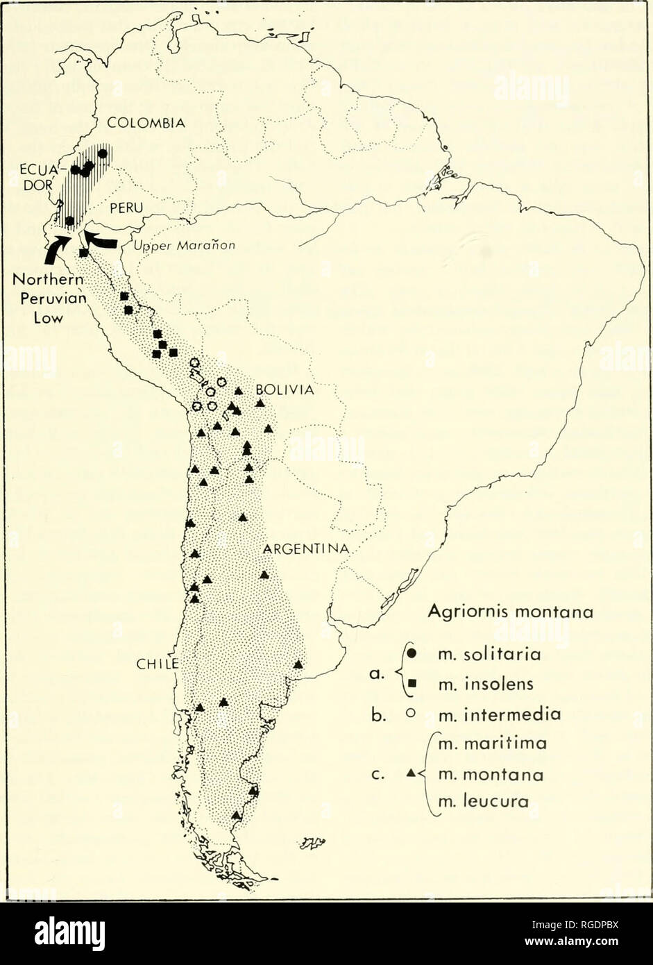 . Bulletin of the Museum of Comparative Zoology at Harvard College. Zoology. Evolution of Ground Tyrants • Smith and Vuilleuinier 209. Fig. 13. Geographical distribution of Agriornis montana. Colombian and Ecuadorean populations [solitaria] are isolated from Peruvian ones (inso/ens) by the Northern Peruvian Low and Upper Maranon barriers (see text). The populations of southern Peru, northwestern Bolivia and extreme northern Chile (b) are intermediate in tail pattern between those to the north (a) and south (c). See text for further details.. Please note that these images are extracted from sca Stock Photo