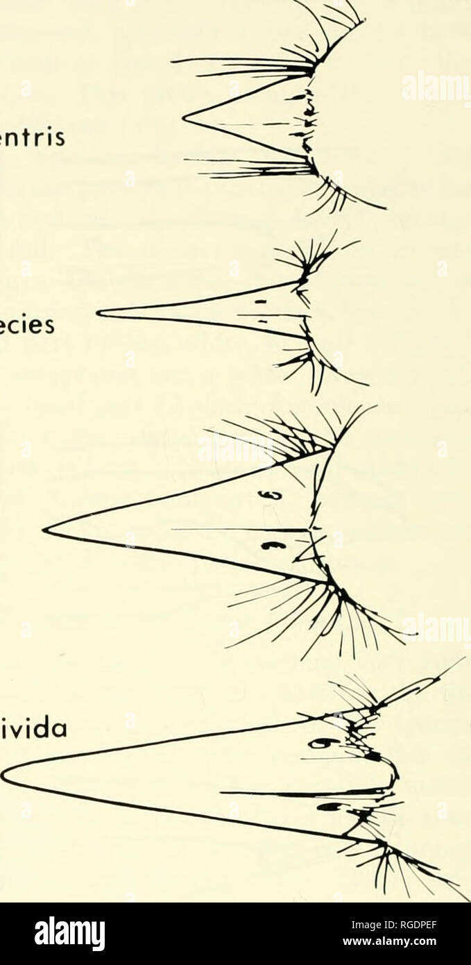. Bulletin of the Museum of Comparative Zoology at Harvard College. Zoology. Xolmis cinerea rnis livida. Fig. 4. Bill structure of Ochthoeca, Muscisaxicola, Xolmis, and Agriornis. O. cinnamomeiventris: short, brood bill, with long rictal bristles, correlated with insectivorous diet and wet, forested habitat. M. alpina-. thin, narrow bill, with short rictal bristles, correlated with insectivorous diet and dry, nonforested habitat. X. cinerea-. relatively long, broad bill, with long rictal bristles, correlated with partially insectivorous diet and moderately dense habitat. A. livida-. long, narr Stock Photo