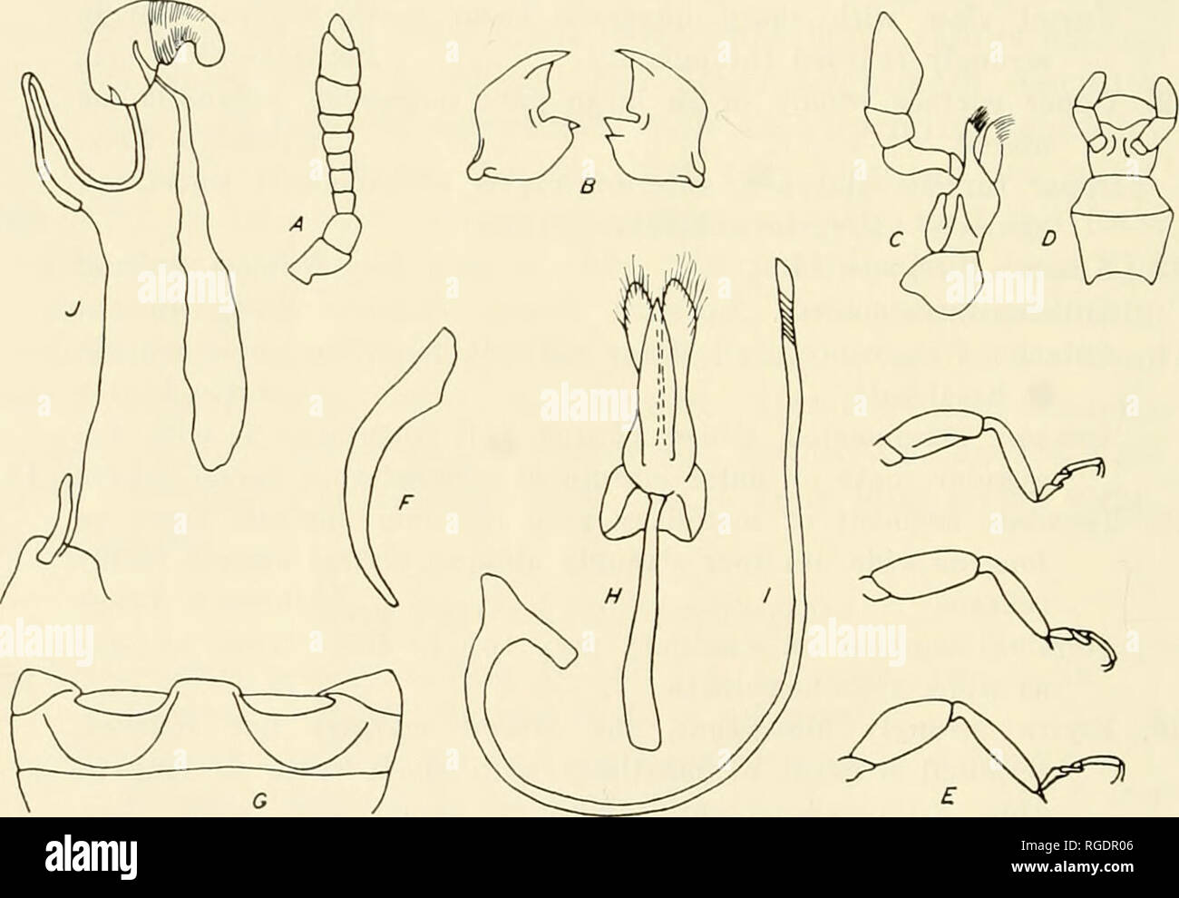 . Bulletin of the Museum of Comparative Zoology at Harvard College. Zoology. 236 BULLETIN: MUSEUM OF COMPARATIVE ZOOLOGY BrUMUS Mulsant Brumus Mulsant, 1850, Species Trimeres Seeuripalpes, p. 492; Crotch, 1874, Eevision of the Coceinellidae, p. 195; Weise, 1885, Best.-Tab. Europ. Coleopt., Coeciiielliden, II, ed. 2, p. 5. Type species. Cocoinella octosignata Gebler, through synonymy with C. desertorum Gebler, by subsequent designation of Crotch, 1874. Chilocorini with form broadly oval, moderately convex, upper surface glabrous. Antenna ten-segmented; first segment stout, less than twice as lo Stock Photo