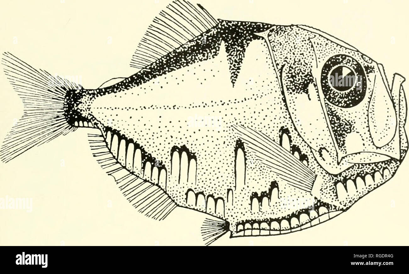 . Bulletin of the Museum of Comparative Zoology at Harvard College. Zoology. Marine Hatchetfishes • Baird 99. Figure 75. Polyipnus polli; after Norman, 1930. bar reaching toard midline; ventral border of dorsal pigment in straight line, from lateral photophore to caudal pe- duncle; dark pigment spots on midline and between midline and border of darker dorsal pigment; pigment striations present on trunk. Distribution (Fig. 63). Restricted to the southeastern Atlantic along the west African coast from the Gulf of Guinea to 10°S latitude. Polyipnus asteroides Schultz Figure 76 Polyipnus asteroi Stock Photo
