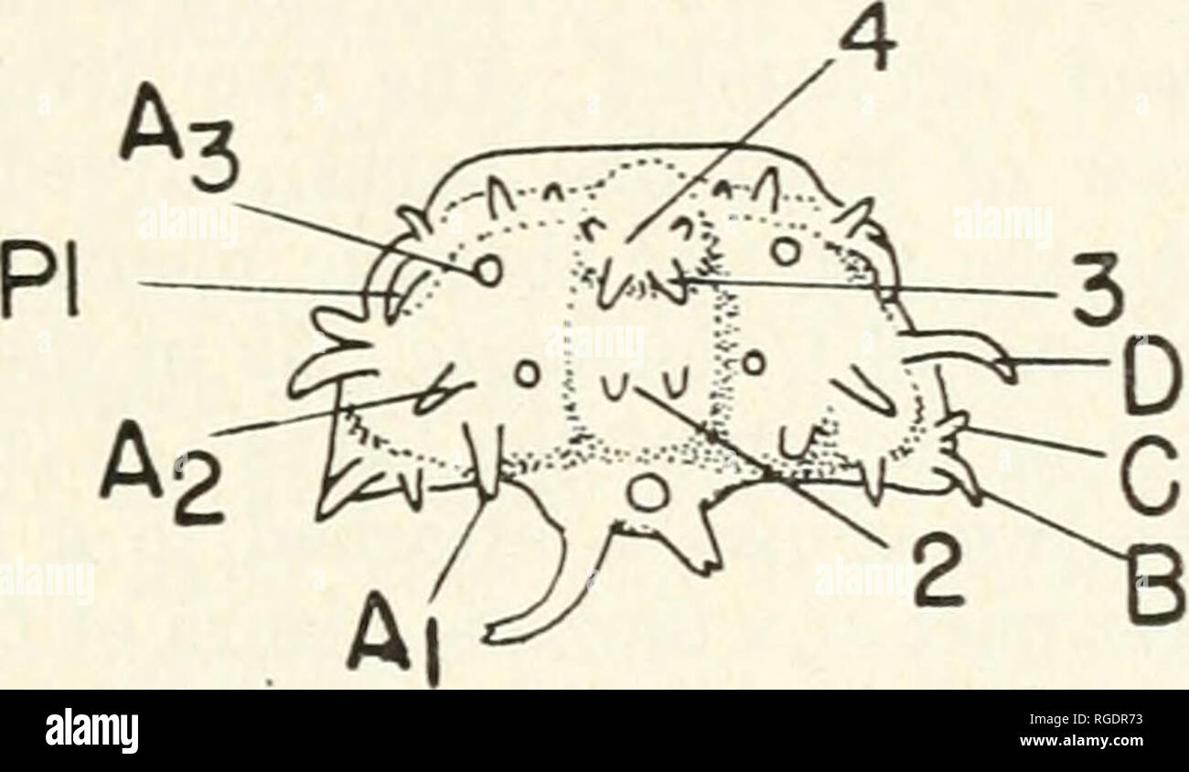 . Bulletin of the Museum of Comparative Zoology at Harvard College. Zoology. WHITTINGTON : SILICIFIED ODONTOPLEURIDAE 239 Ceratocephala laciniata Whittington and Evitt, 1954 Plate 14, figures 2-6, 8-15 ; Text-figure 16. Discussion: Two cranidia from locality 3 (PI. 14, figs. 2, 3) are smaller (length (sag.) 0.46 and 0.57 mm.; maximum width 0.75 and 0.85 mm. respectively) than those previously described, though not as small as that of C. triacantheis (Whittington and Evitt, 1954, p. 60). They do not have fixigenal spines, but are larger than the cranidia with fixigenal spines of Apianurus n.gen Stock Photo
