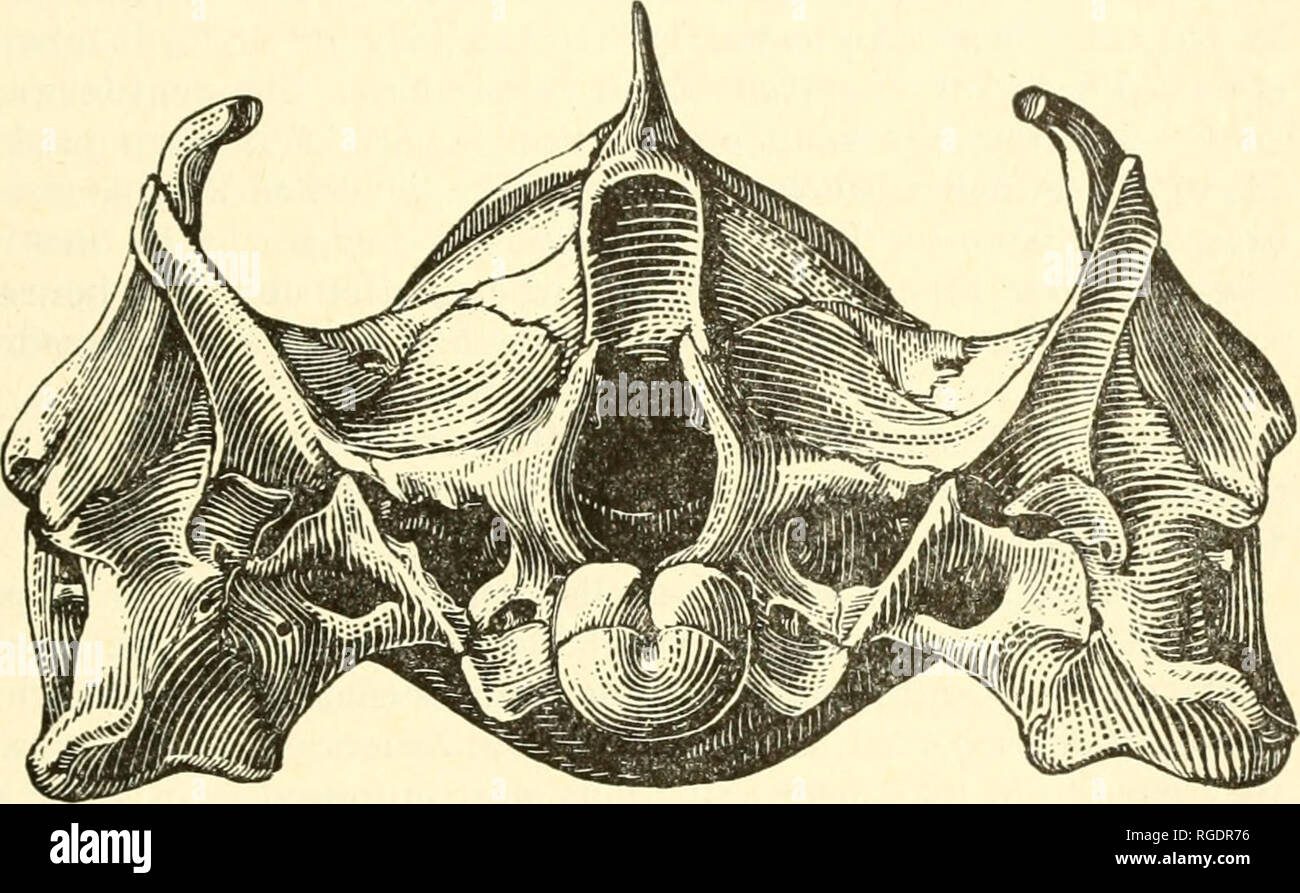 . Bulletin of the Museum of Comparative Zoology at Harvard College. Zoology. LOVERIDGE AND WILLIAMS: AFRICAN CRYPTODIRA 431 Head and limbs above dark, profusely spotted with lighter; throat of young dark with larger spots and vermieulations, of adults immaculate white or yellow; limbs below lighter, uniform, spotted, or vaguely vermiculate. Size. Over-all measurements are discarded on account of the extensile neck. It is not clear whether Anderson (1898), when stating that this turtle &quot;attains to a metre in length,&quot; was re- ferring to over-all or carapace length. Carapace length of l Stock Photo